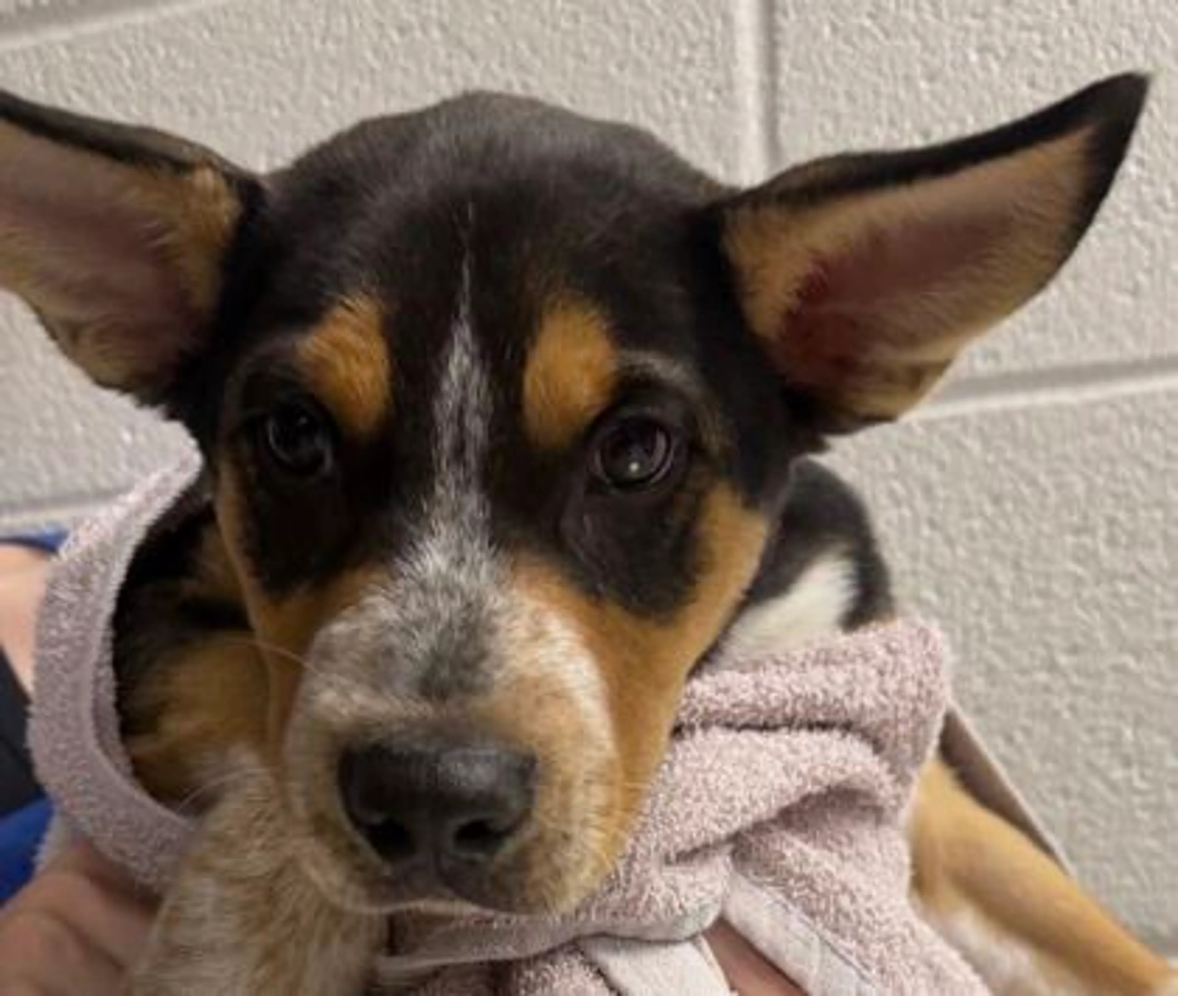 cdn image