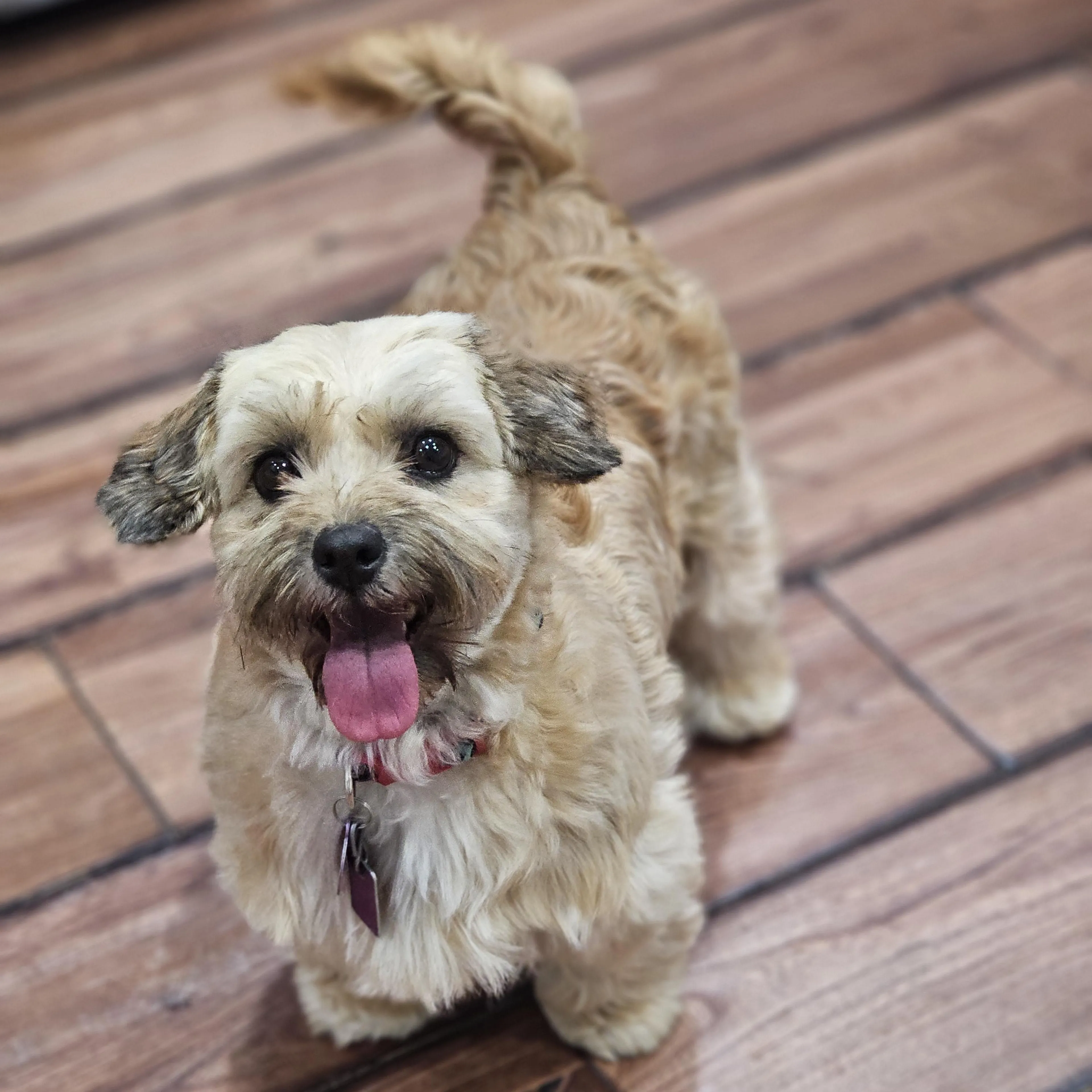 cdn image
