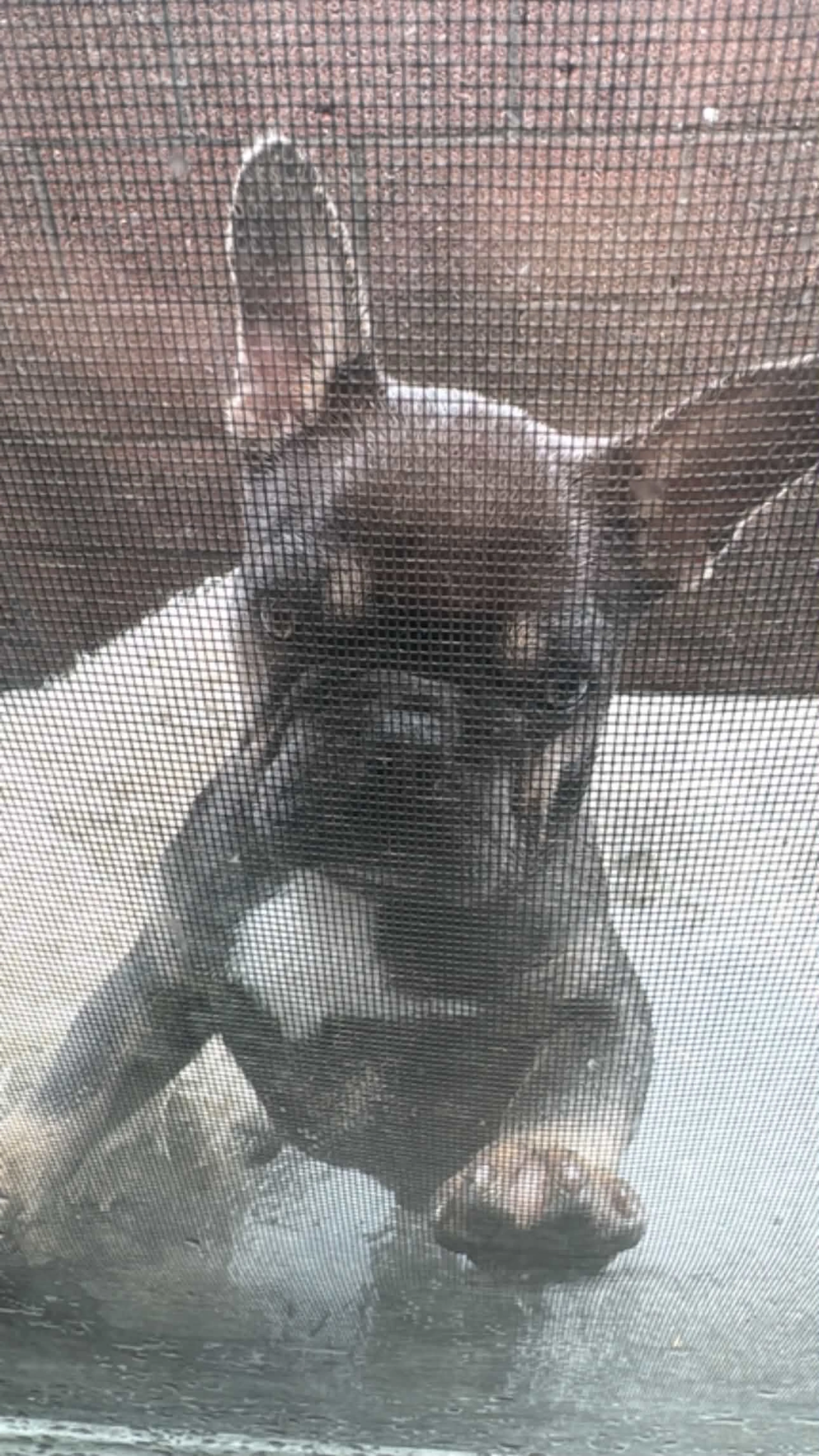 cdn image