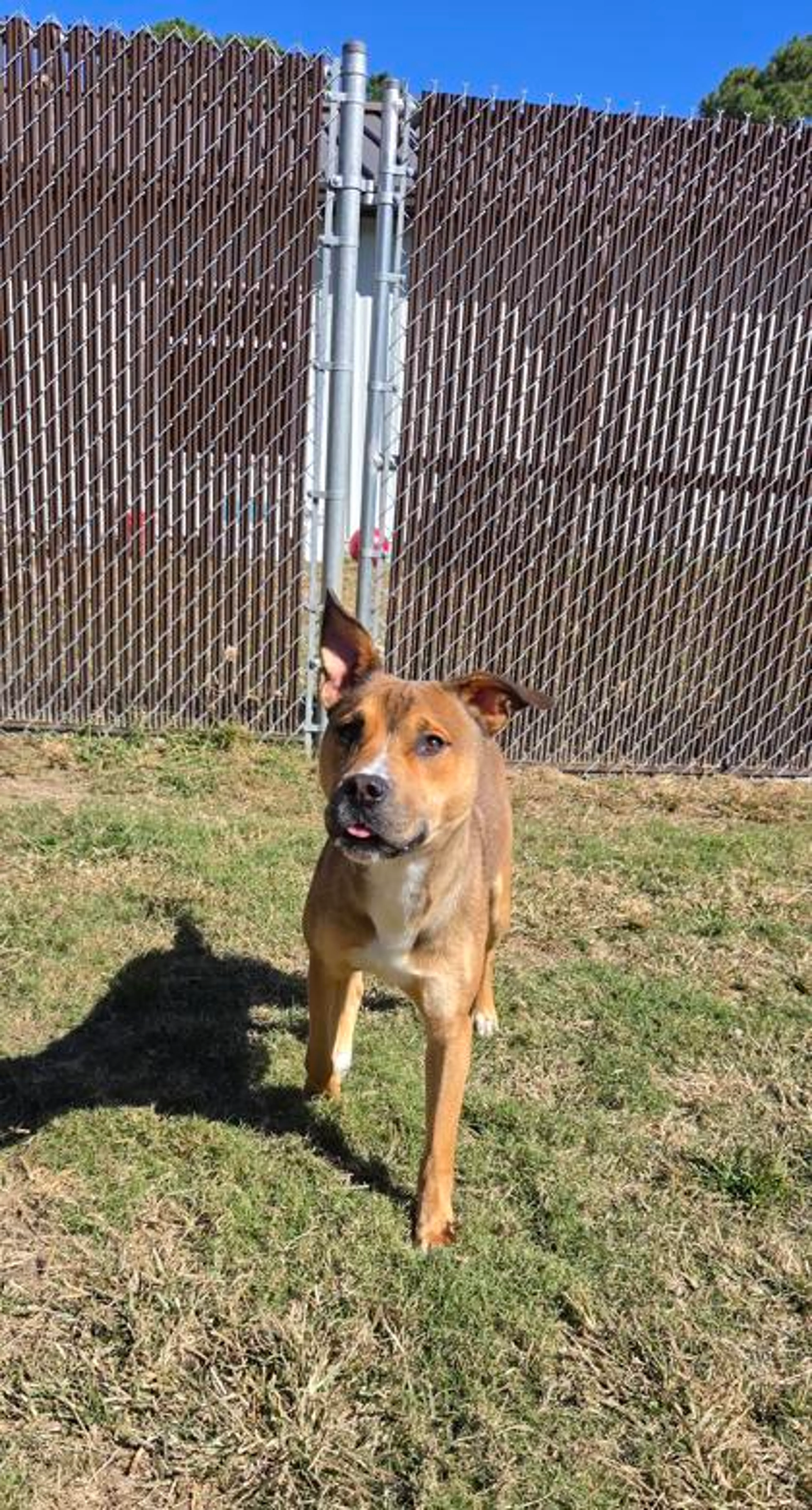 cdn image