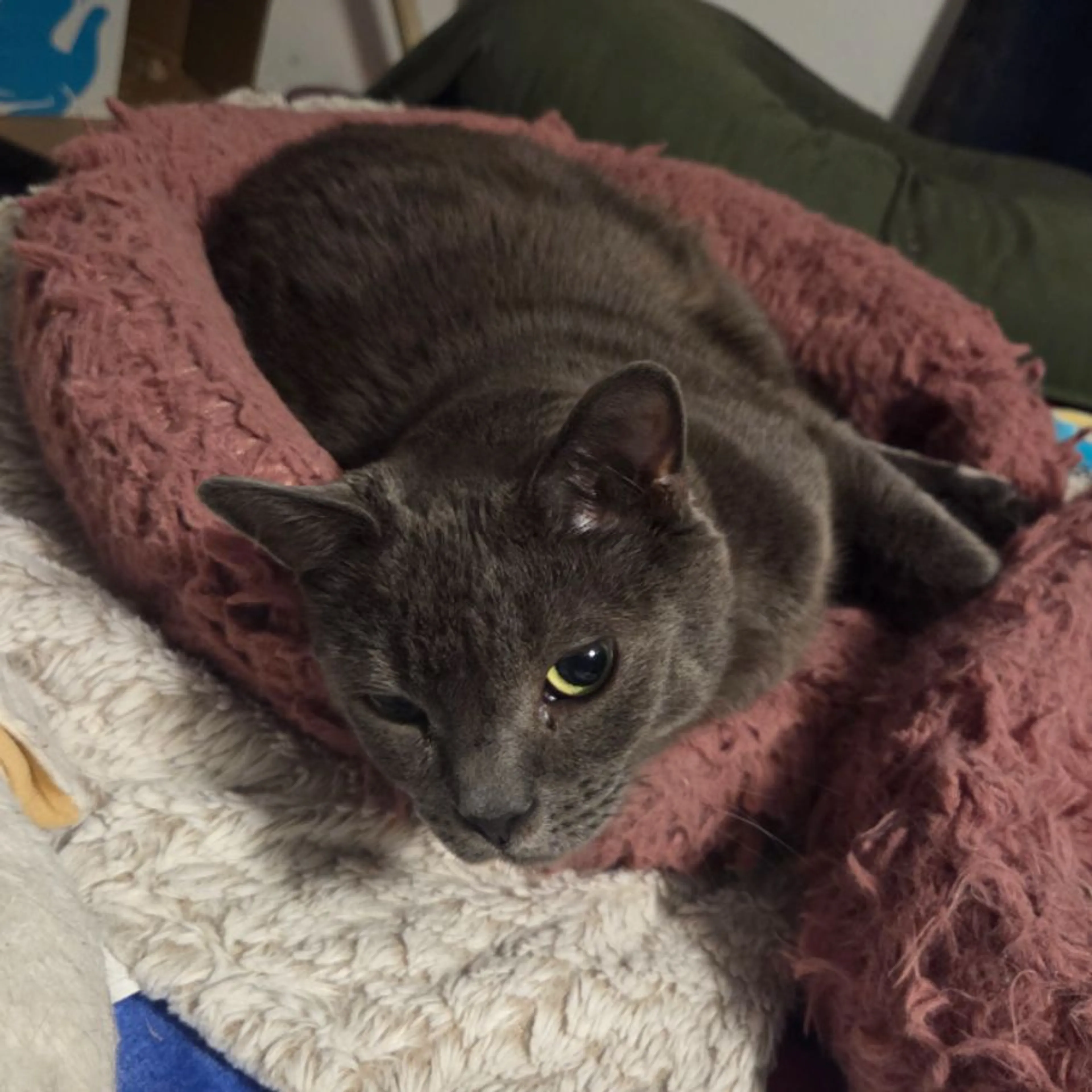 cdn image