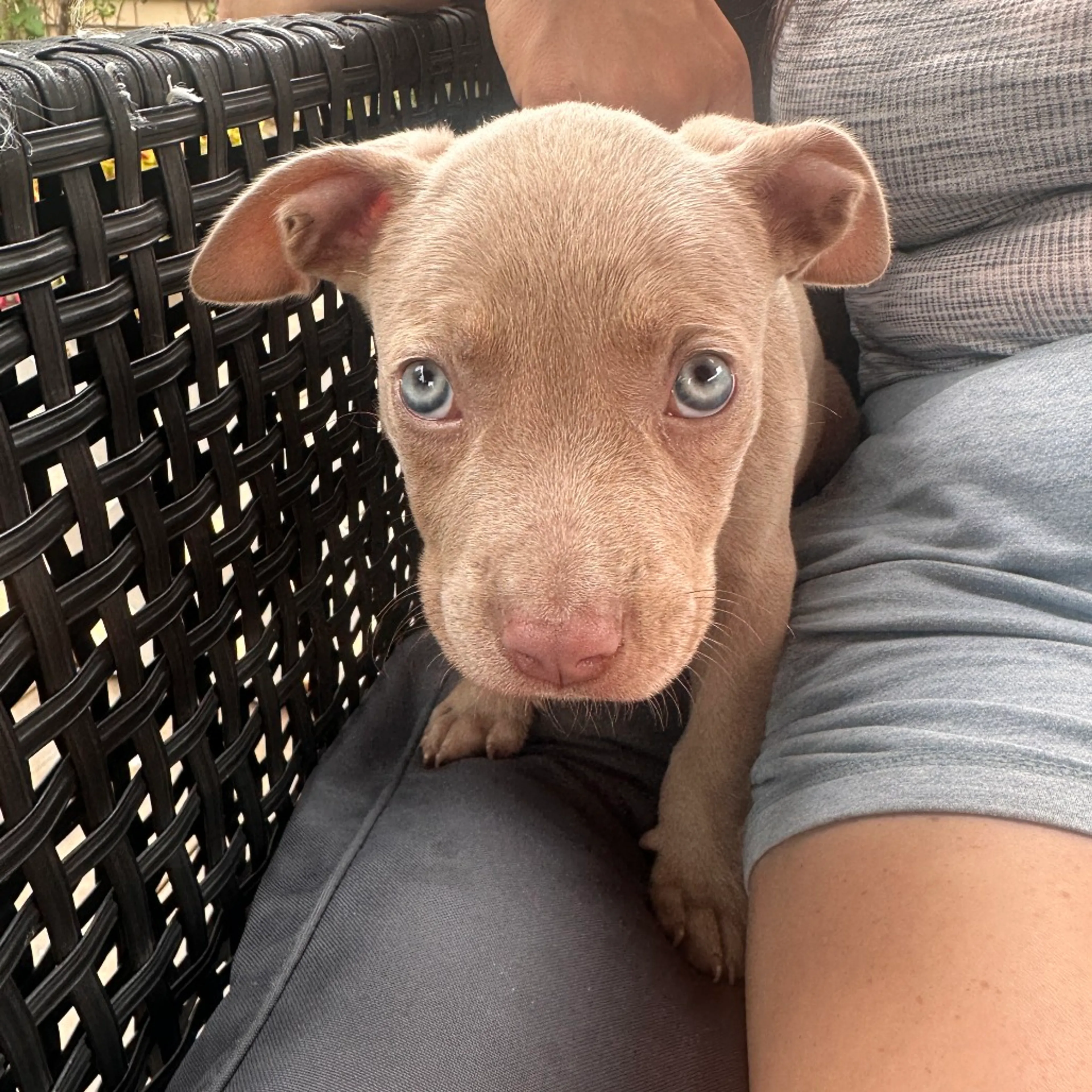 cdn image