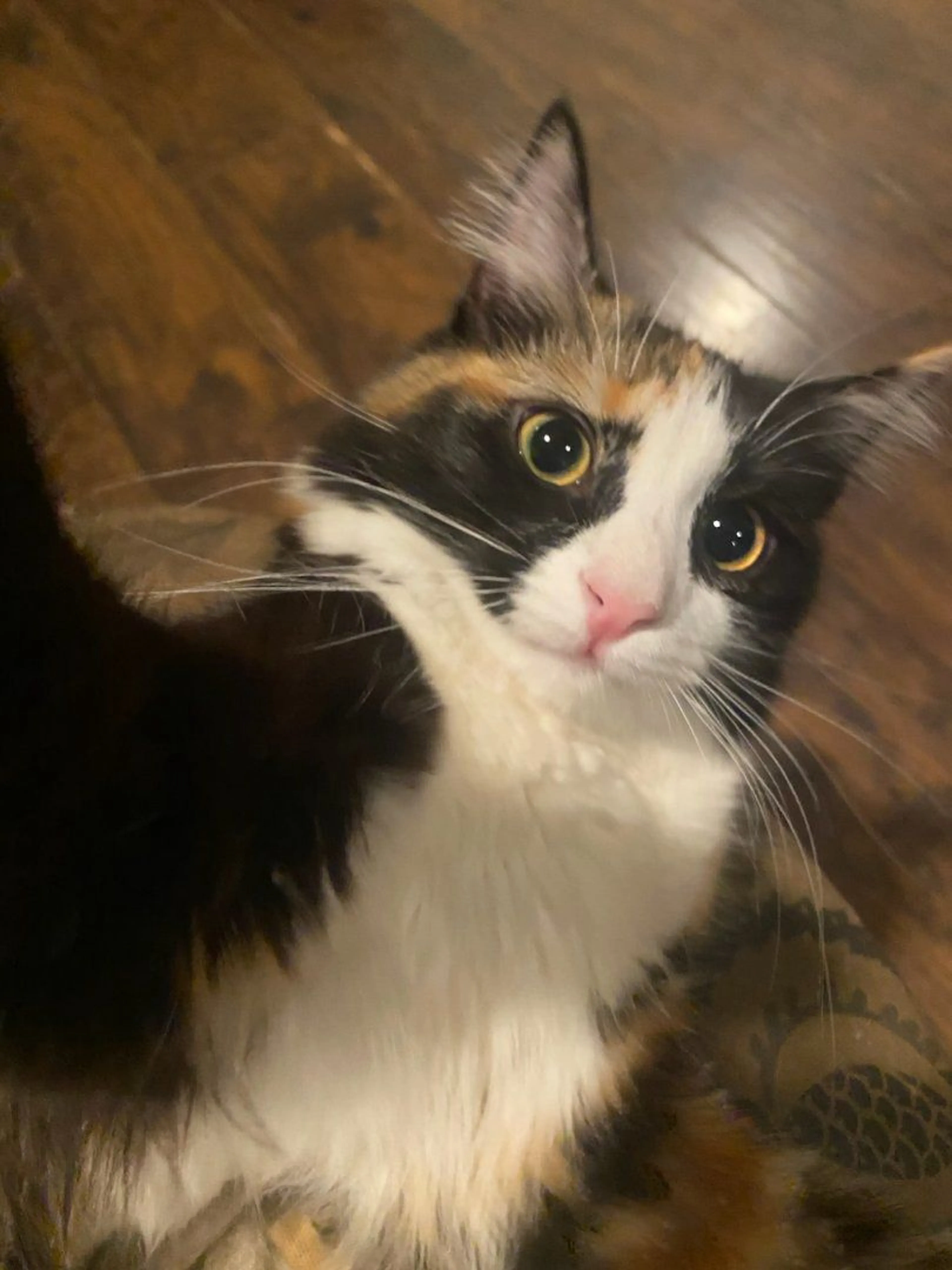cdn image