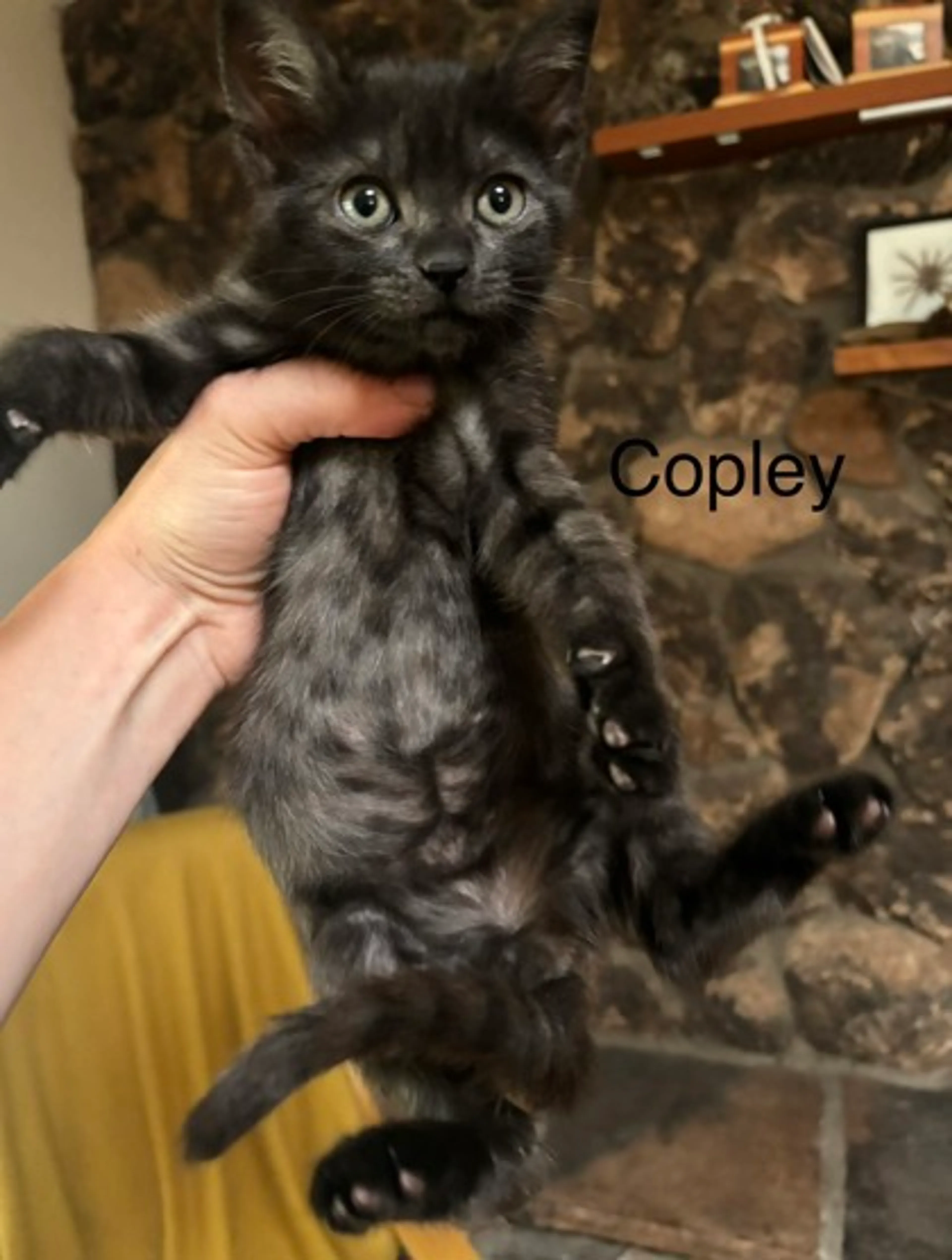 cdn image