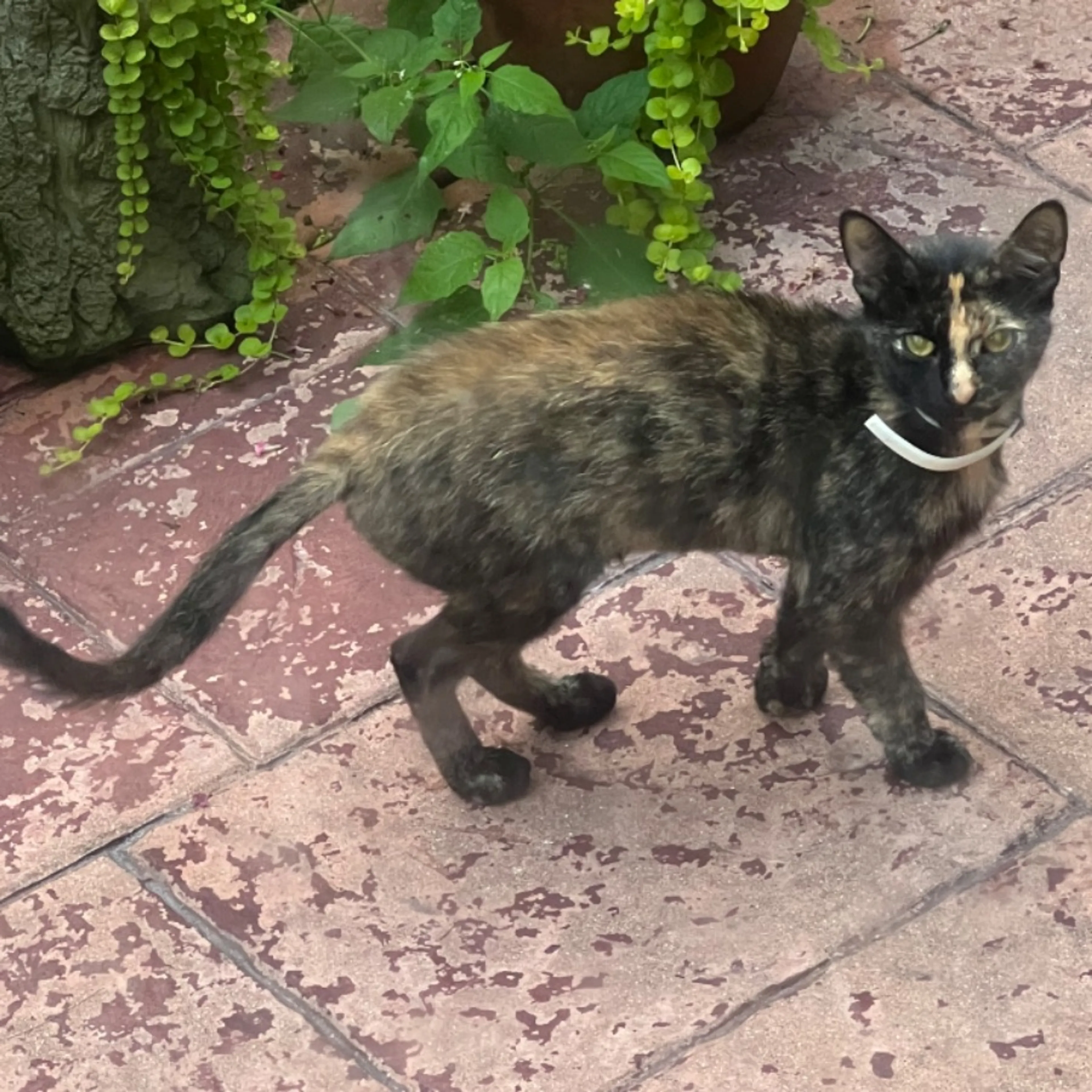 cdn image