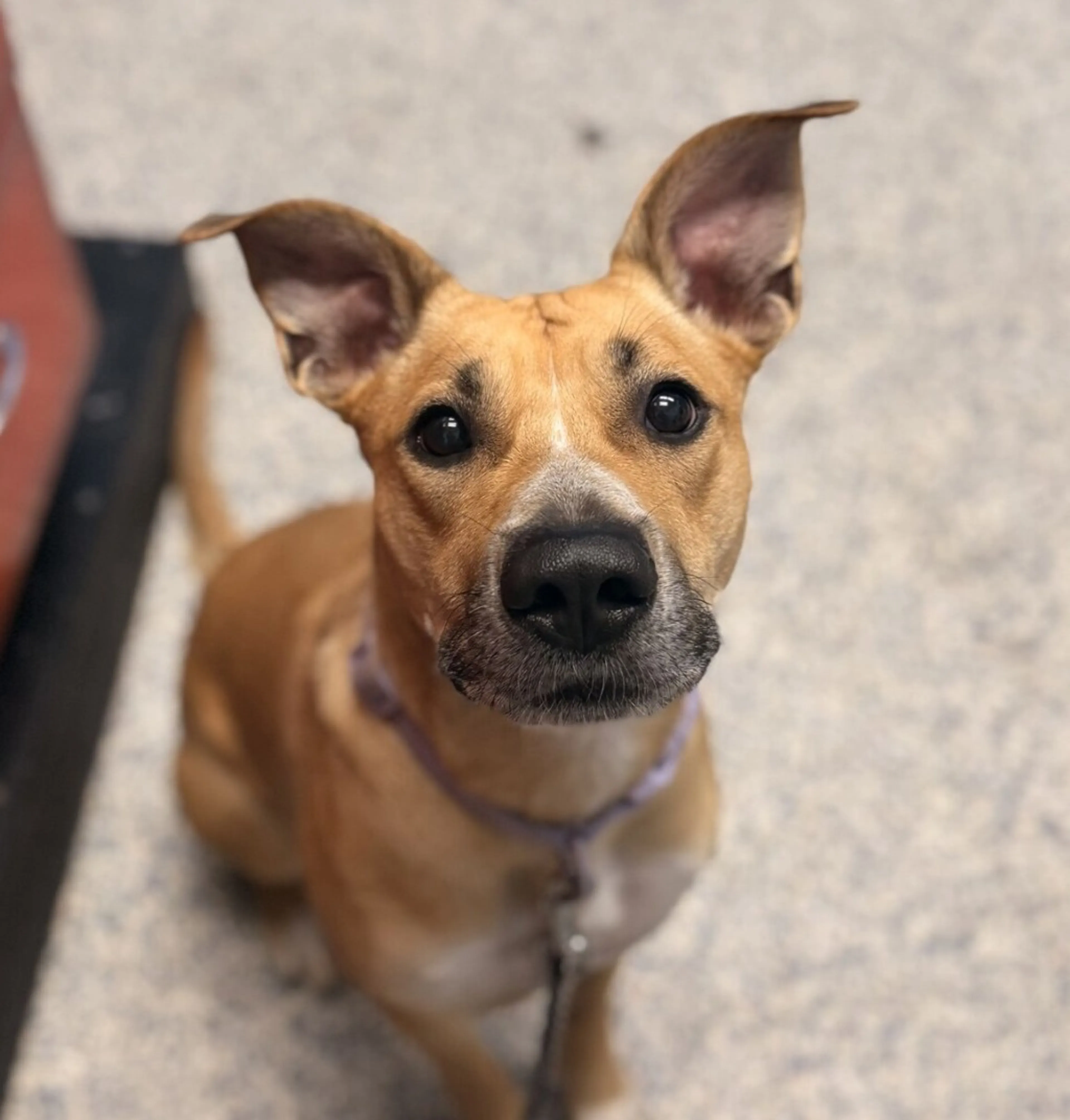 cdn image