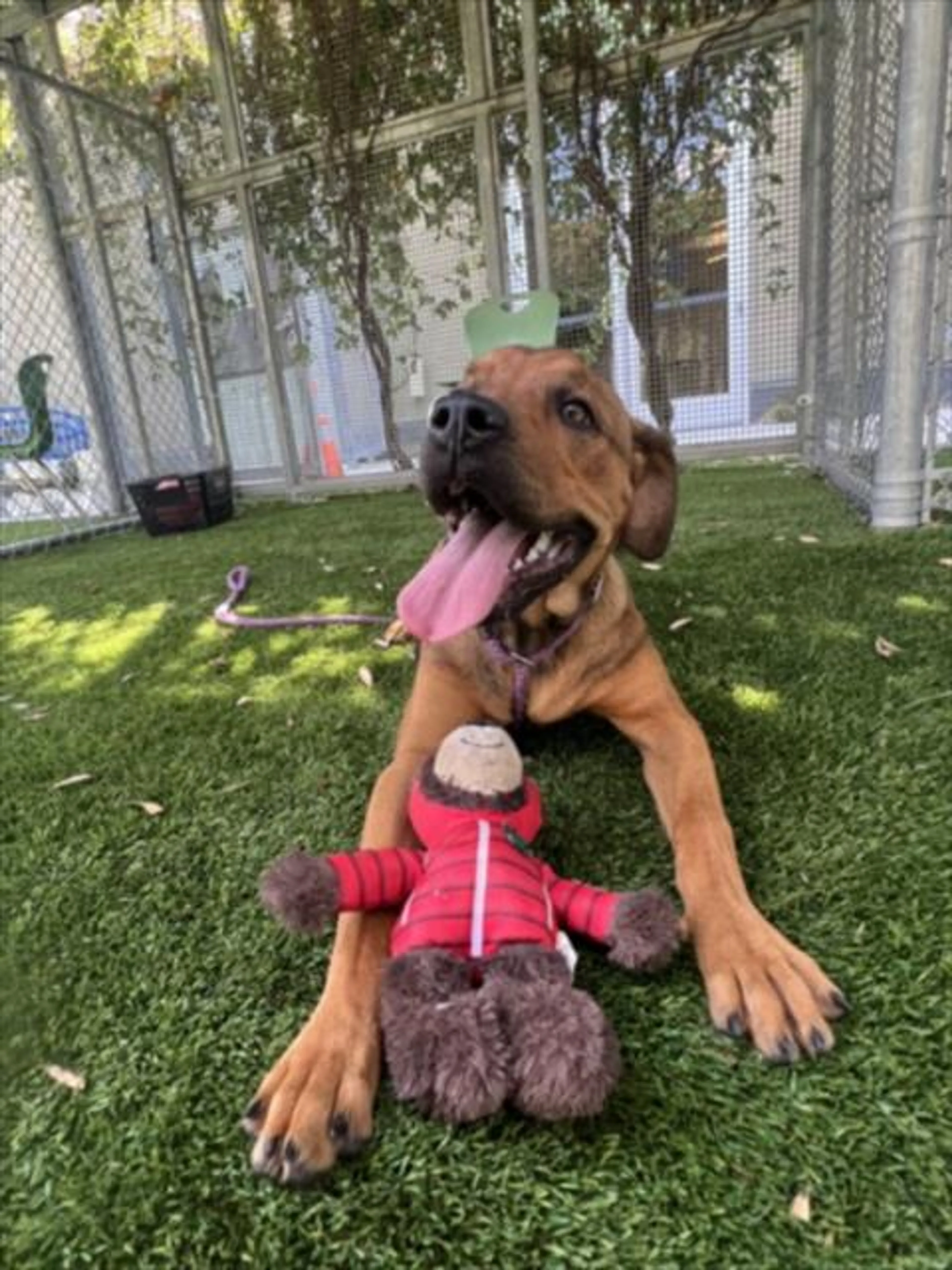 cdn image
