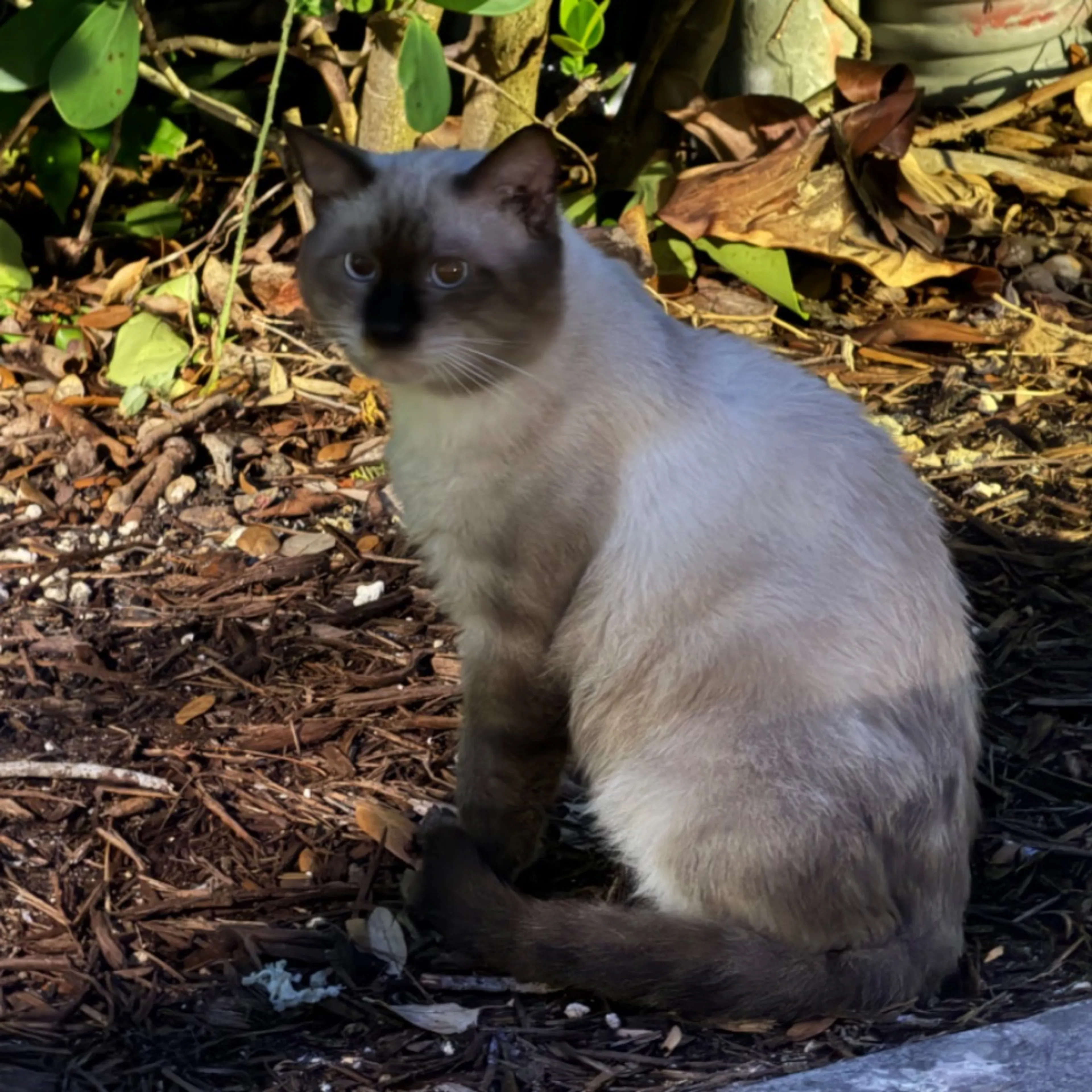 cdn image