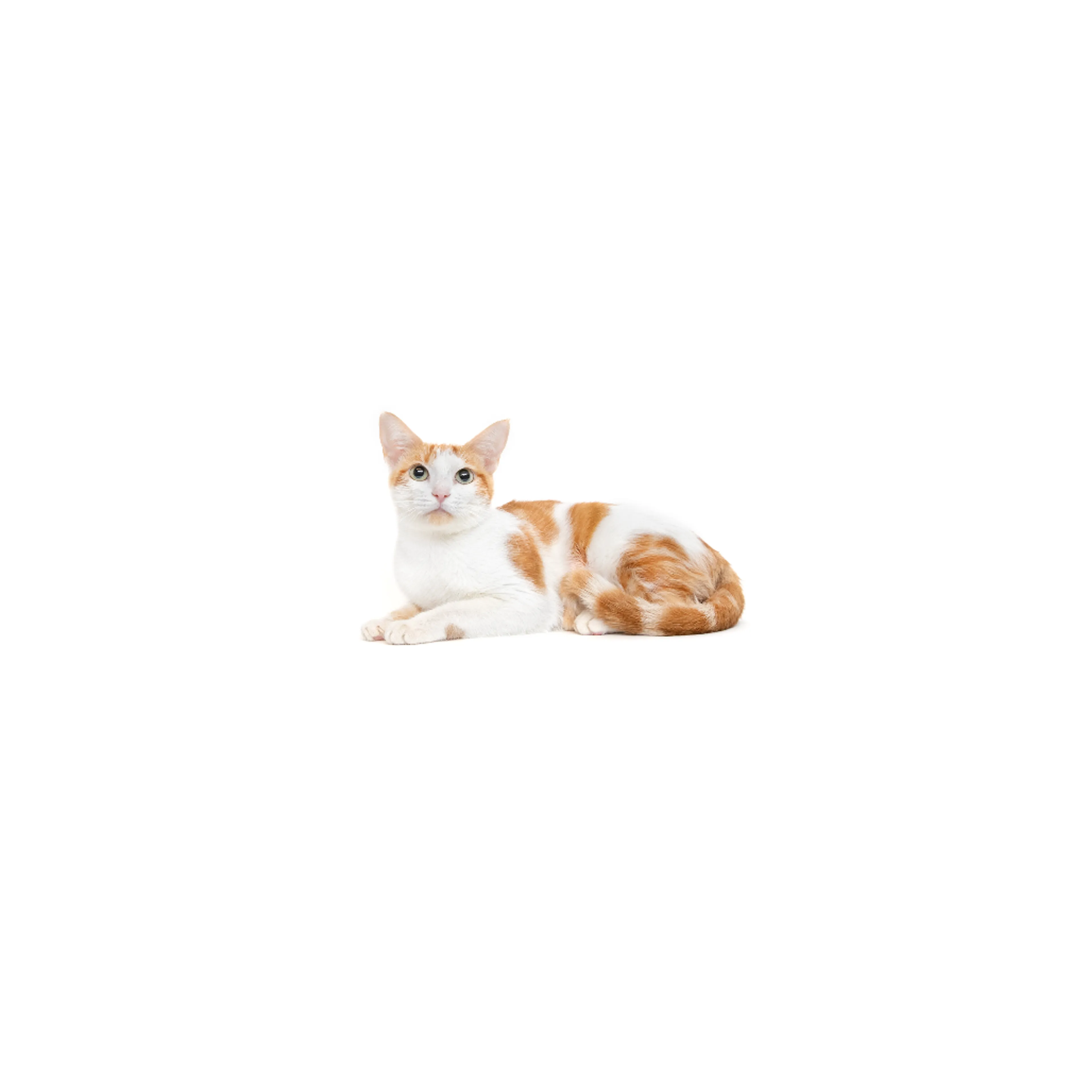 cdn image