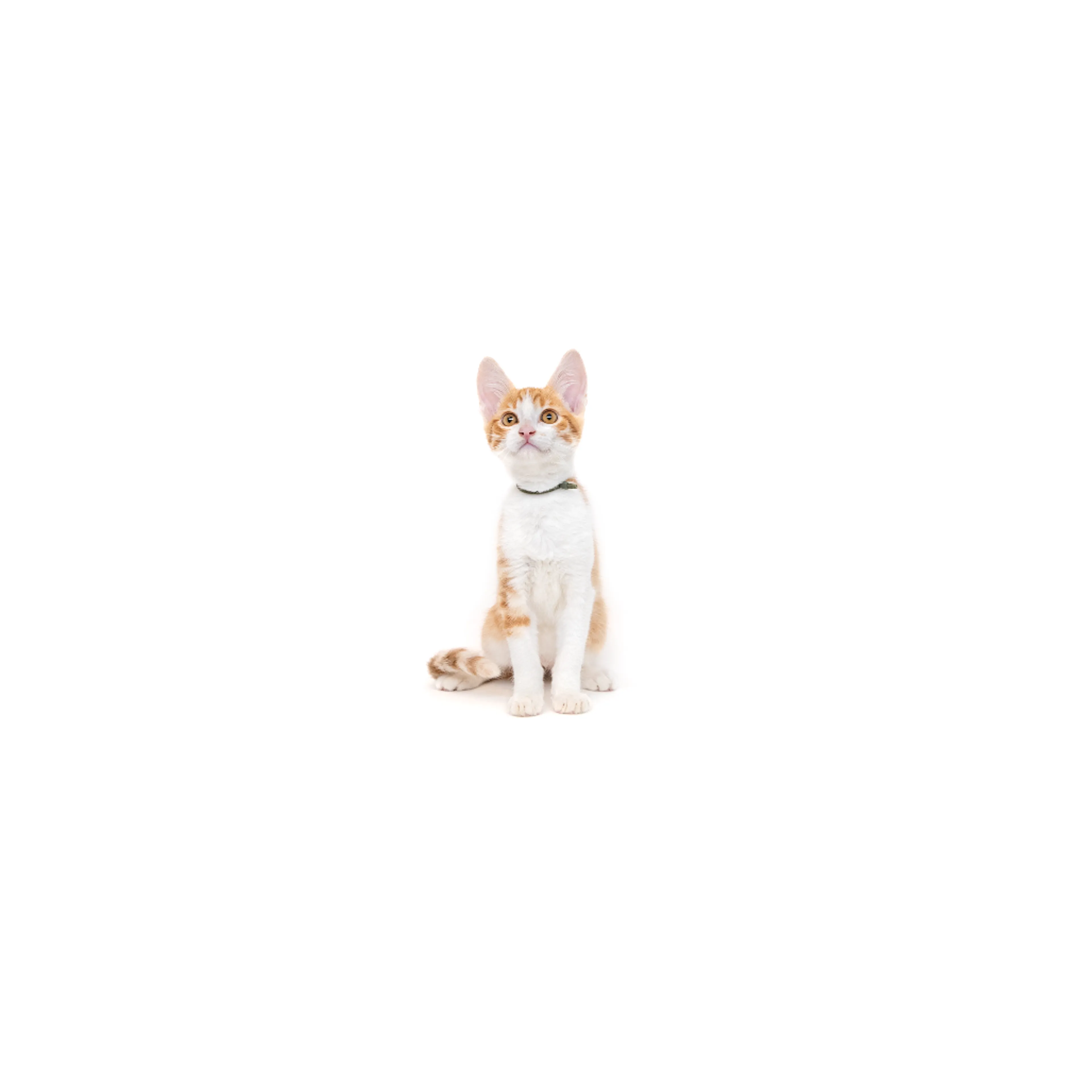 cdn image
