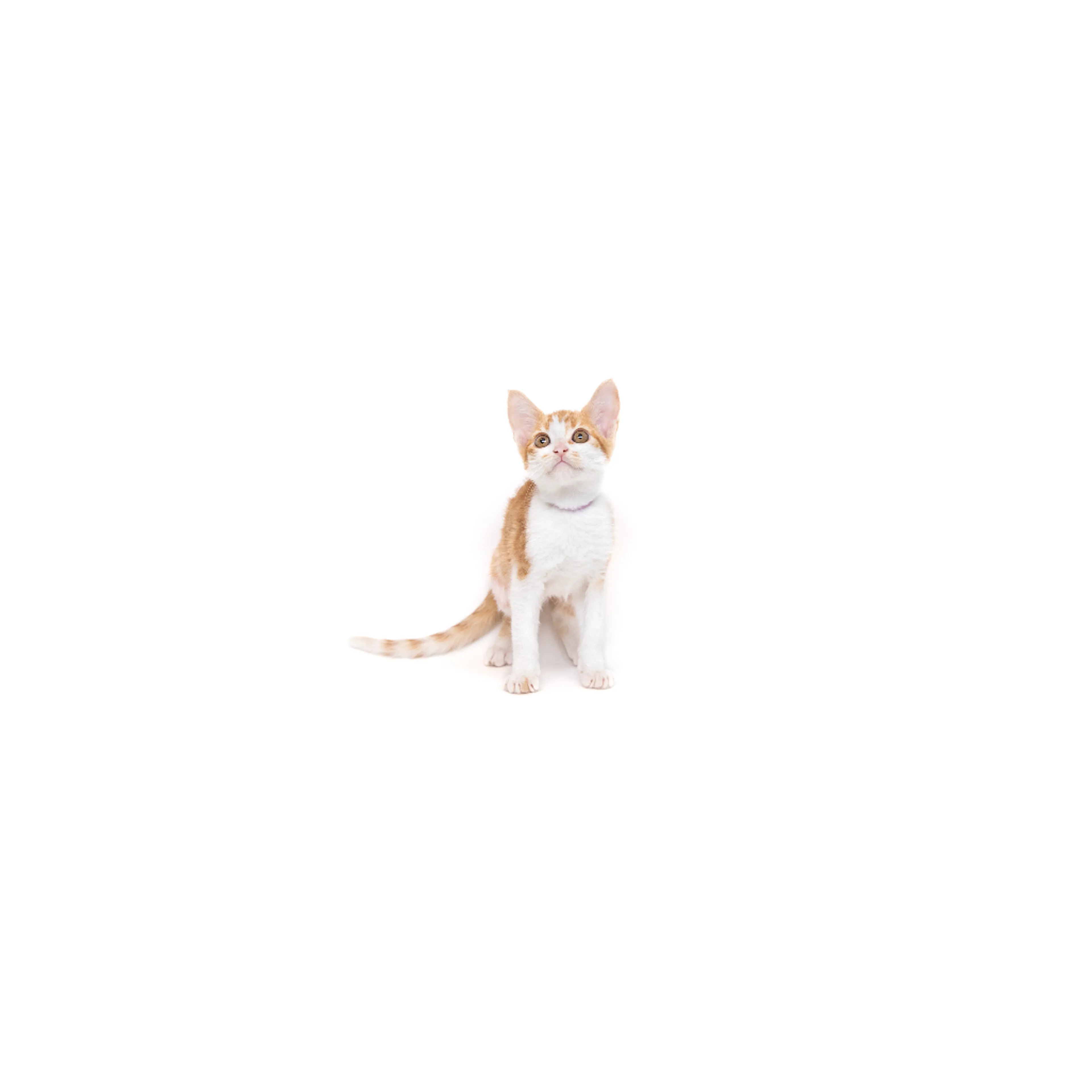 cdn image