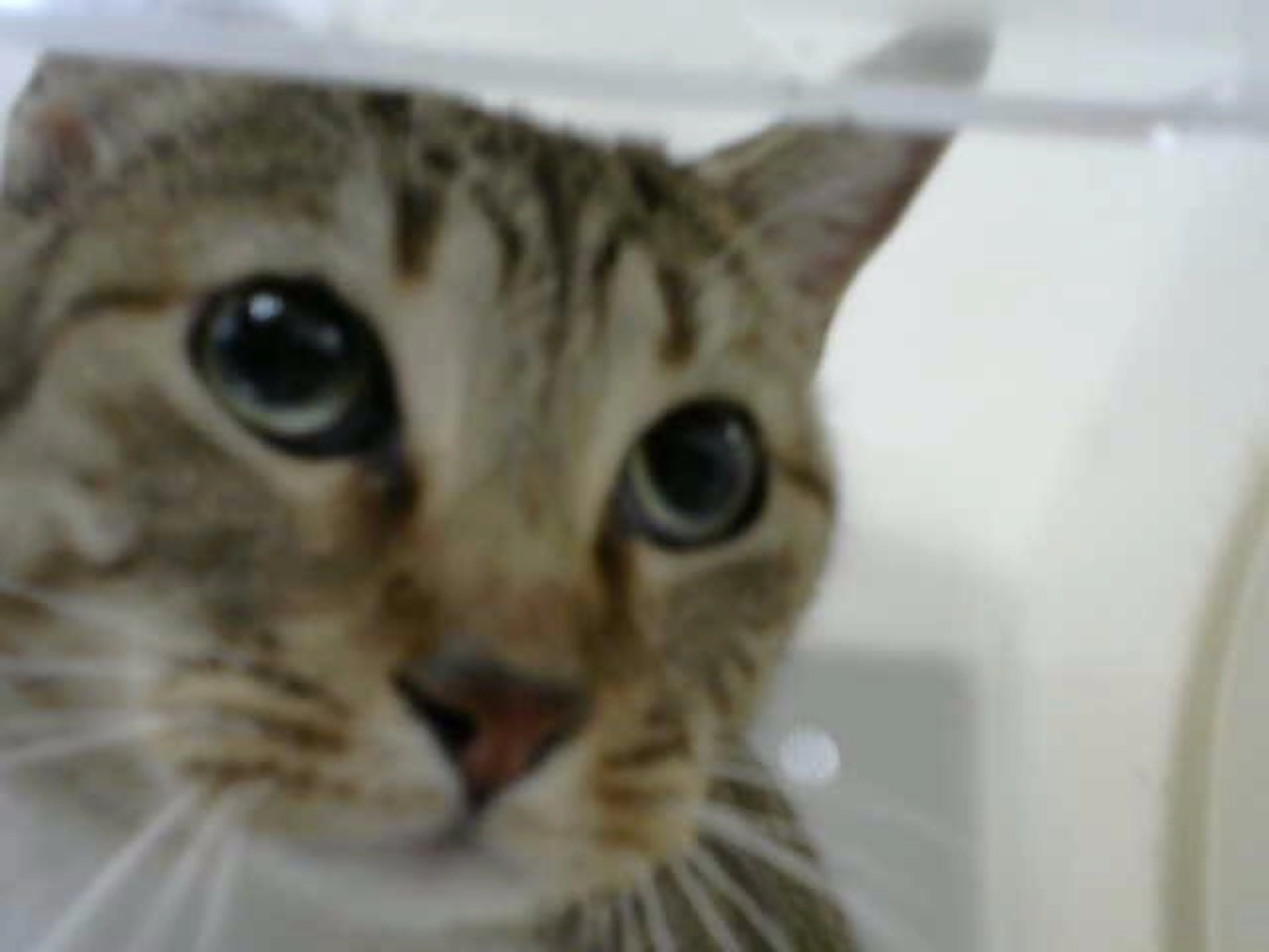 cdn image