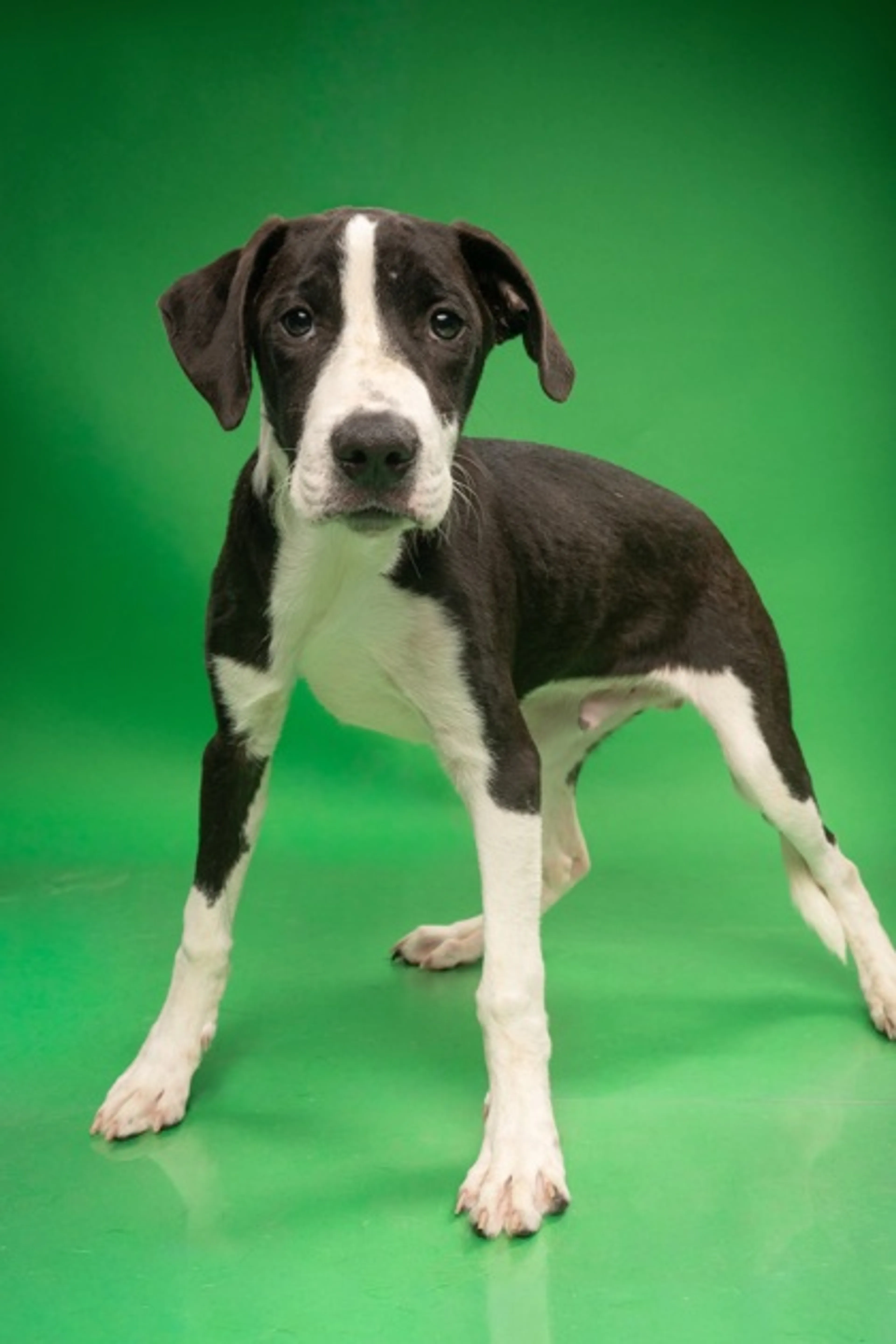 cdn image