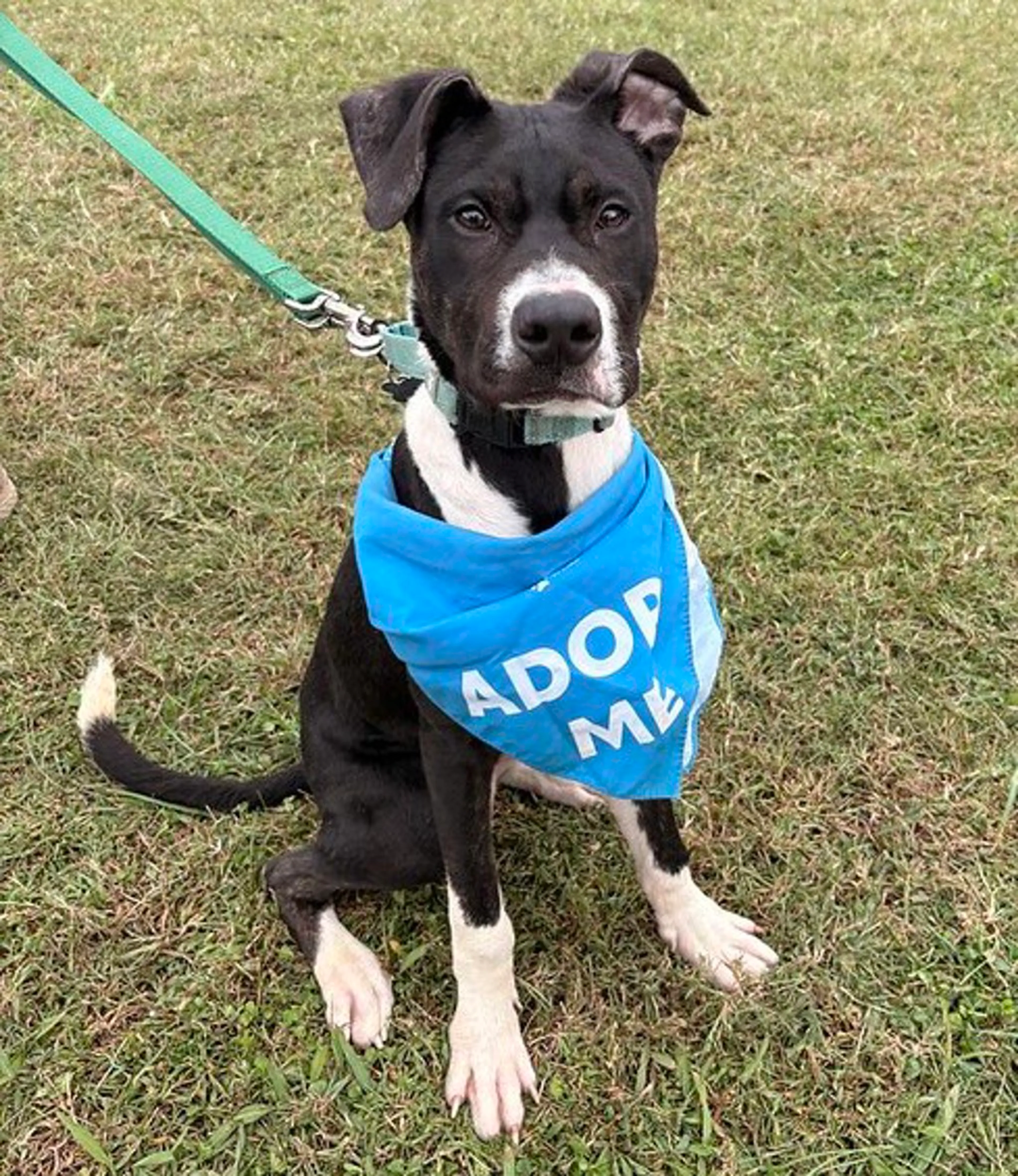 cdn image