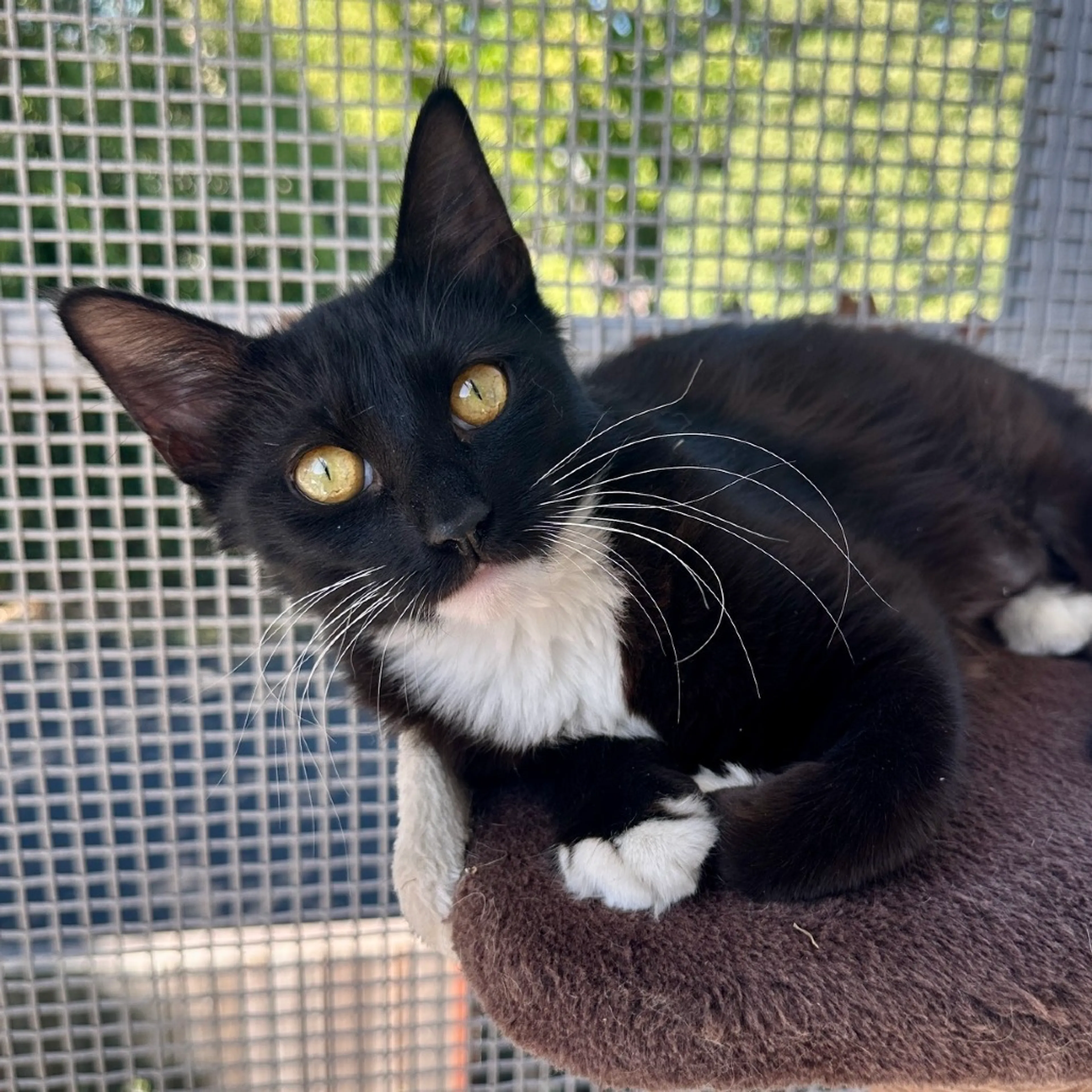 cdn image