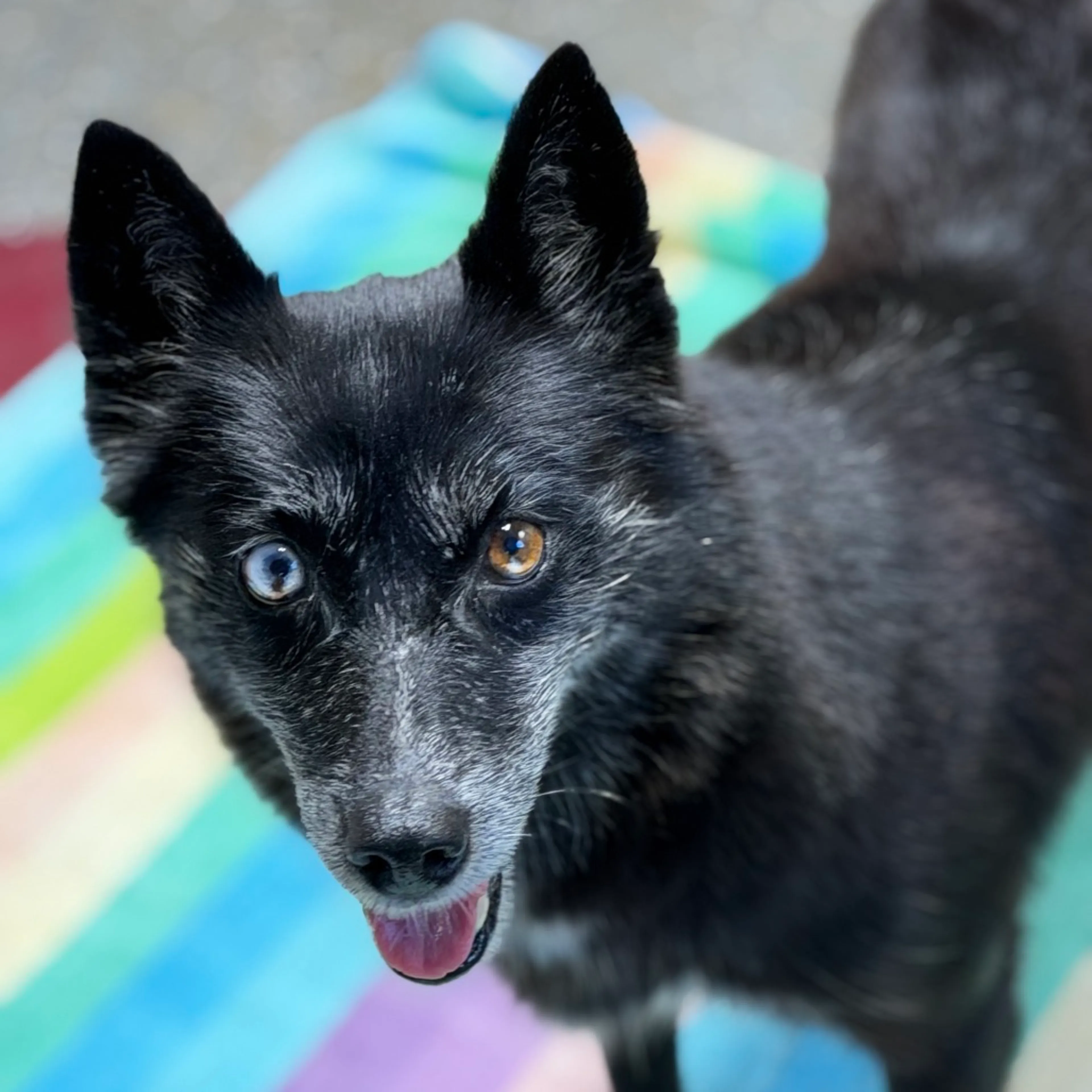 cdn image