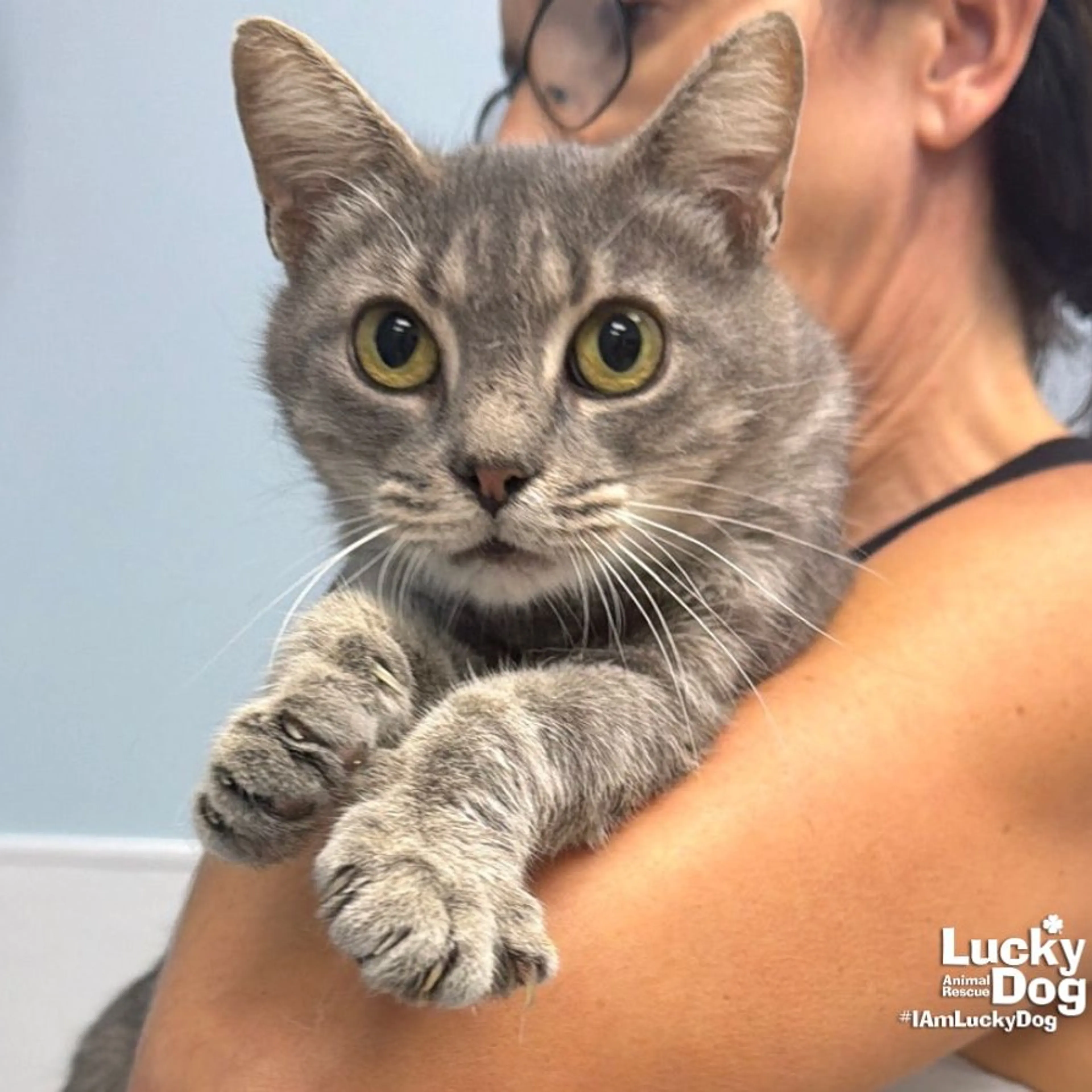 cdn image