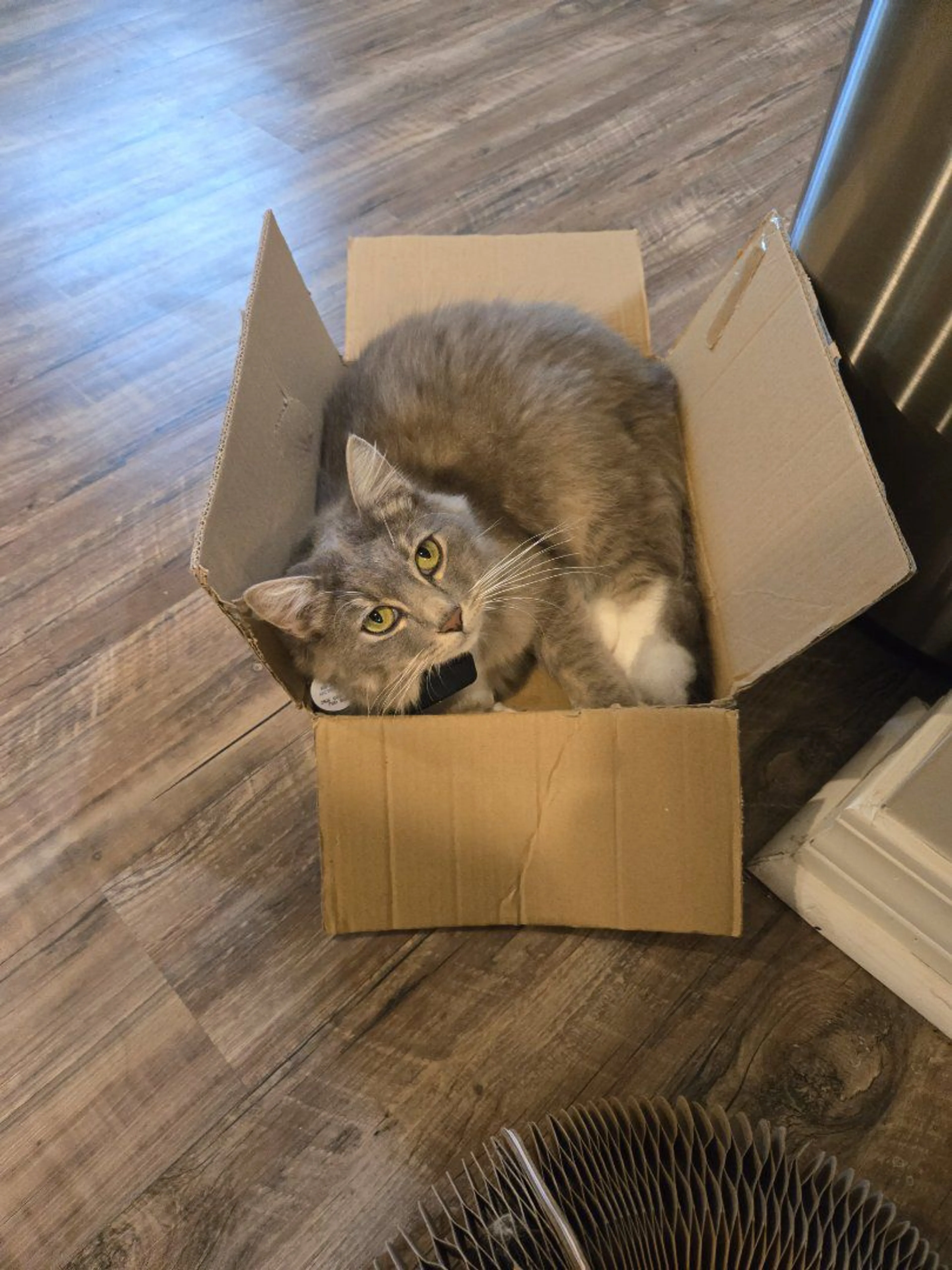 cdn image