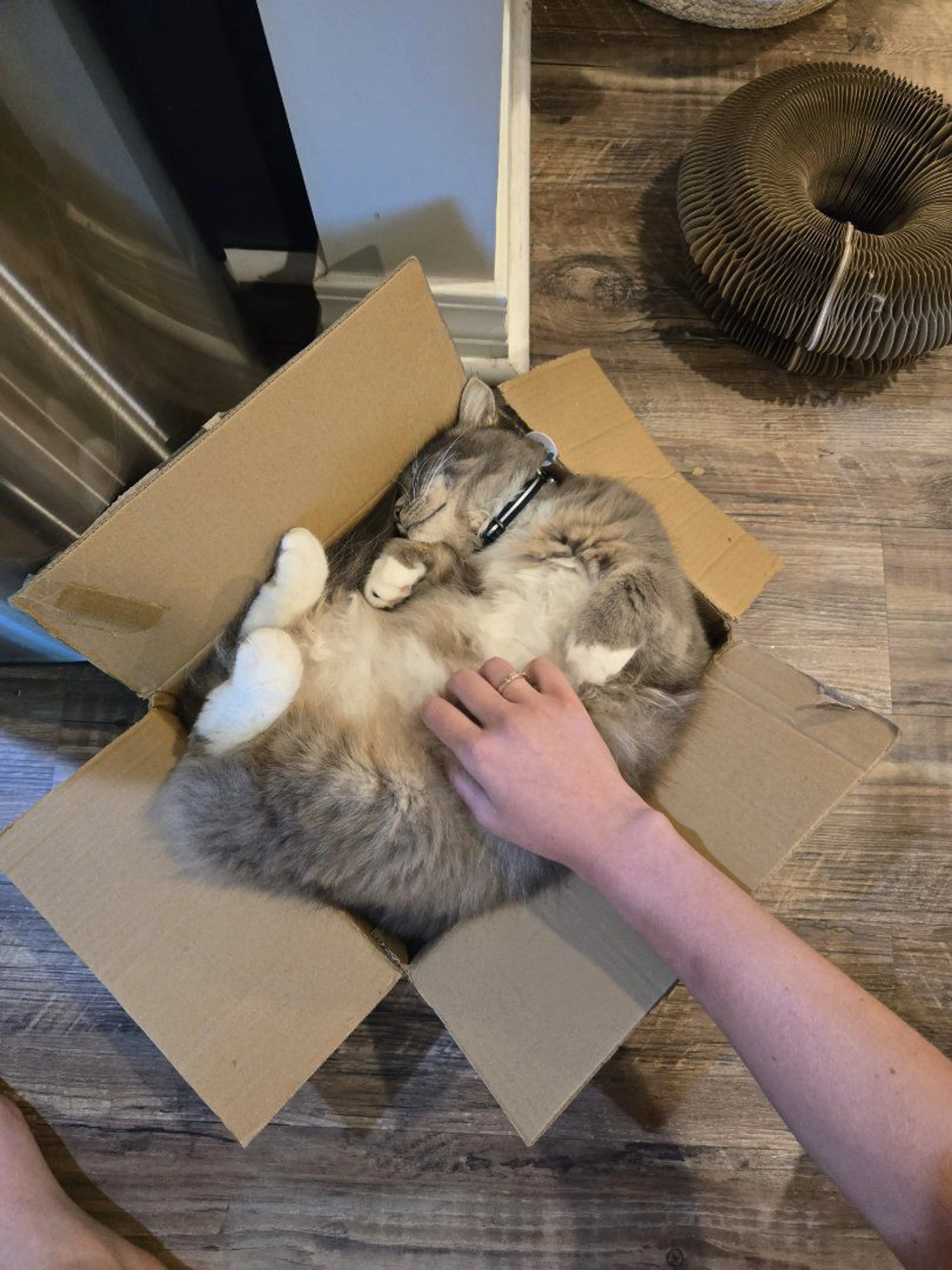 cdn image