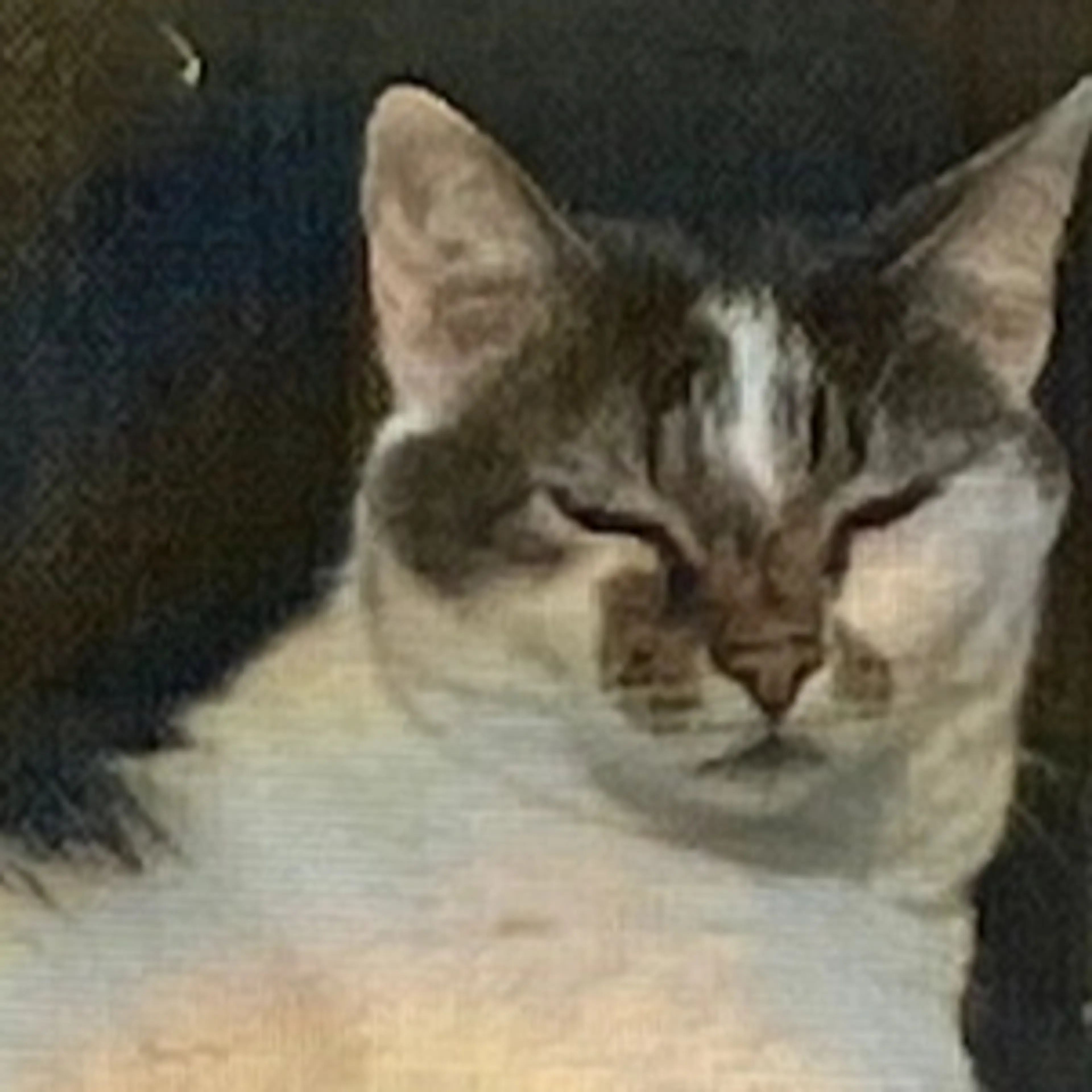 cdn image