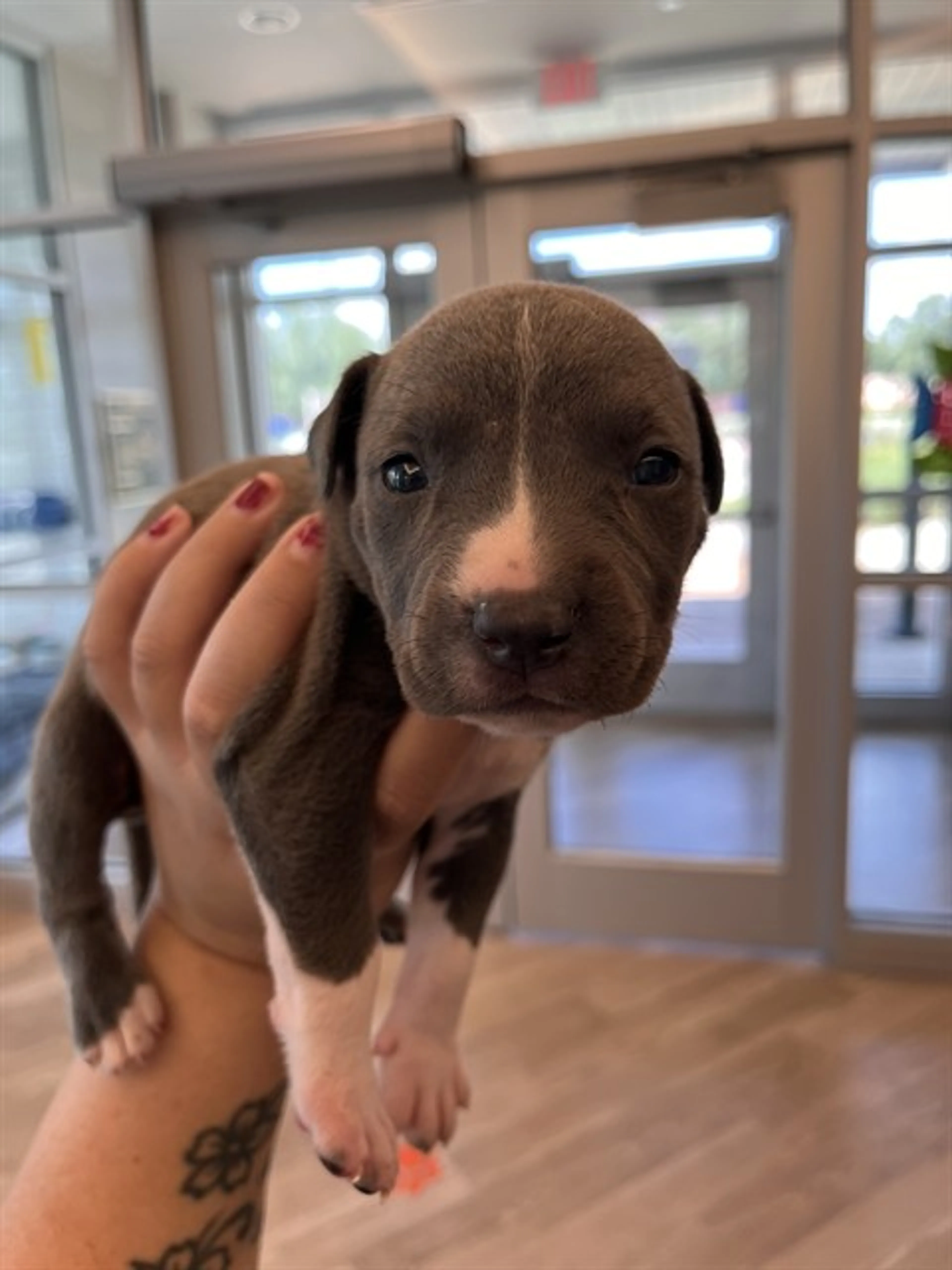 cdn image