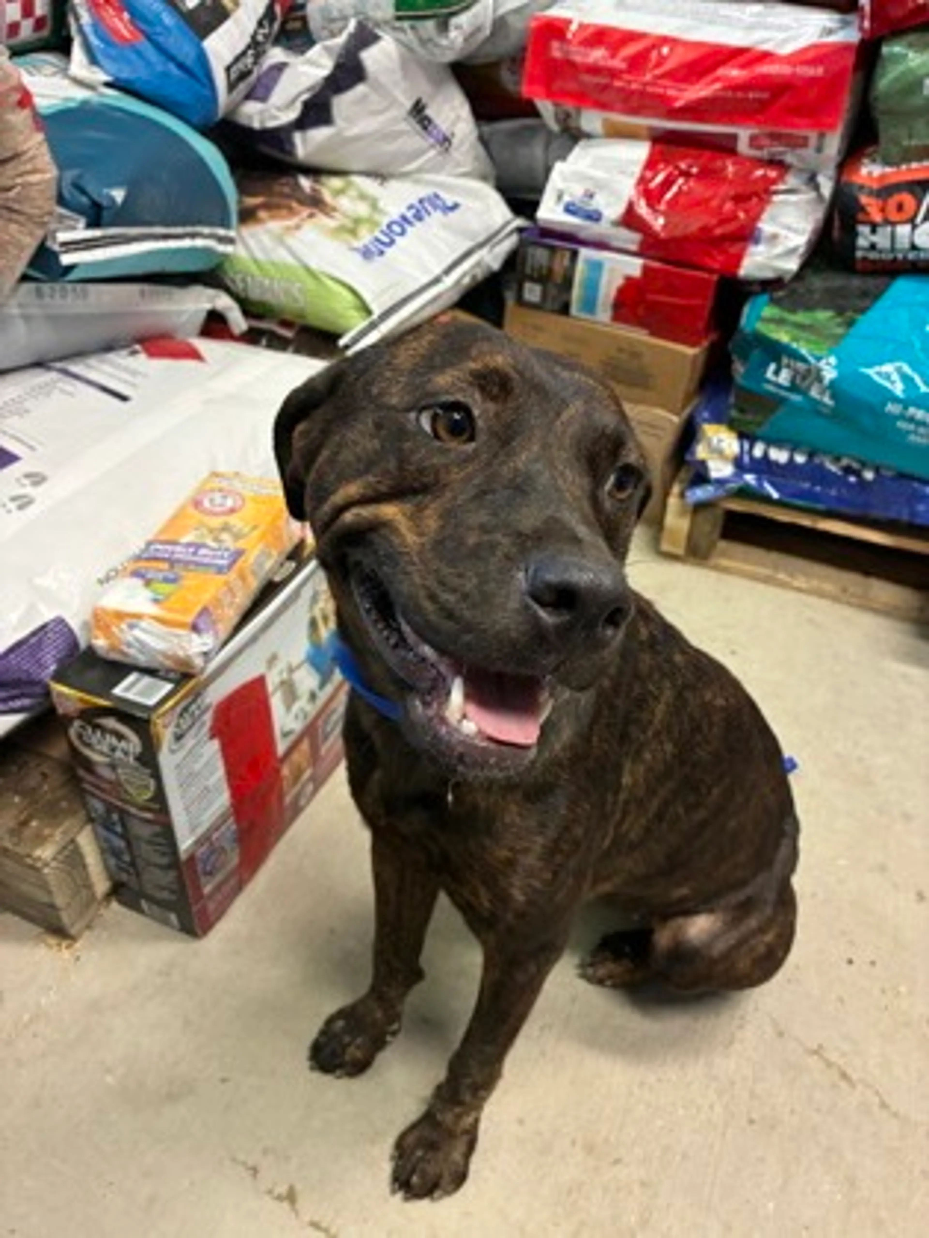 cdn image