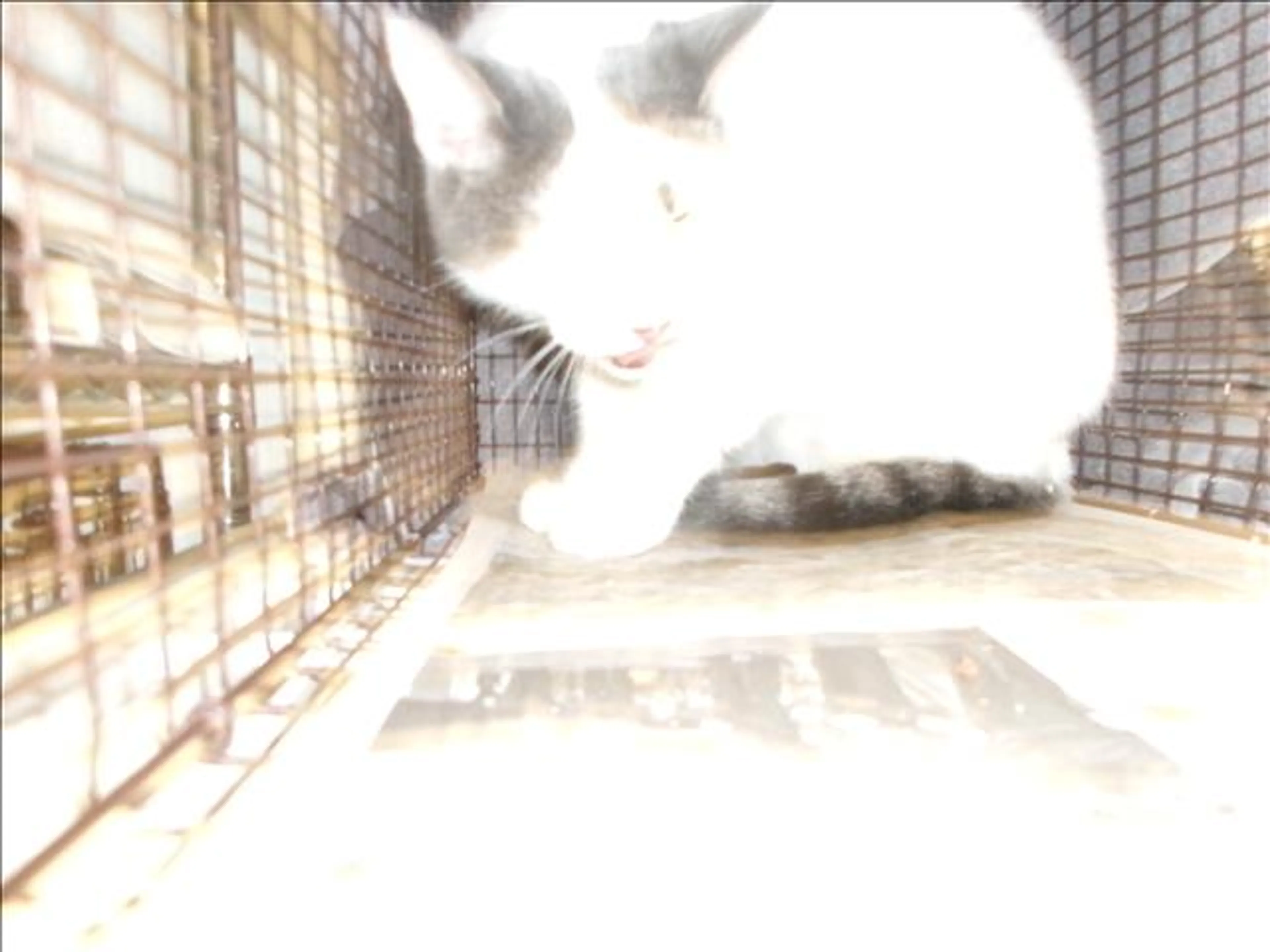cdn image