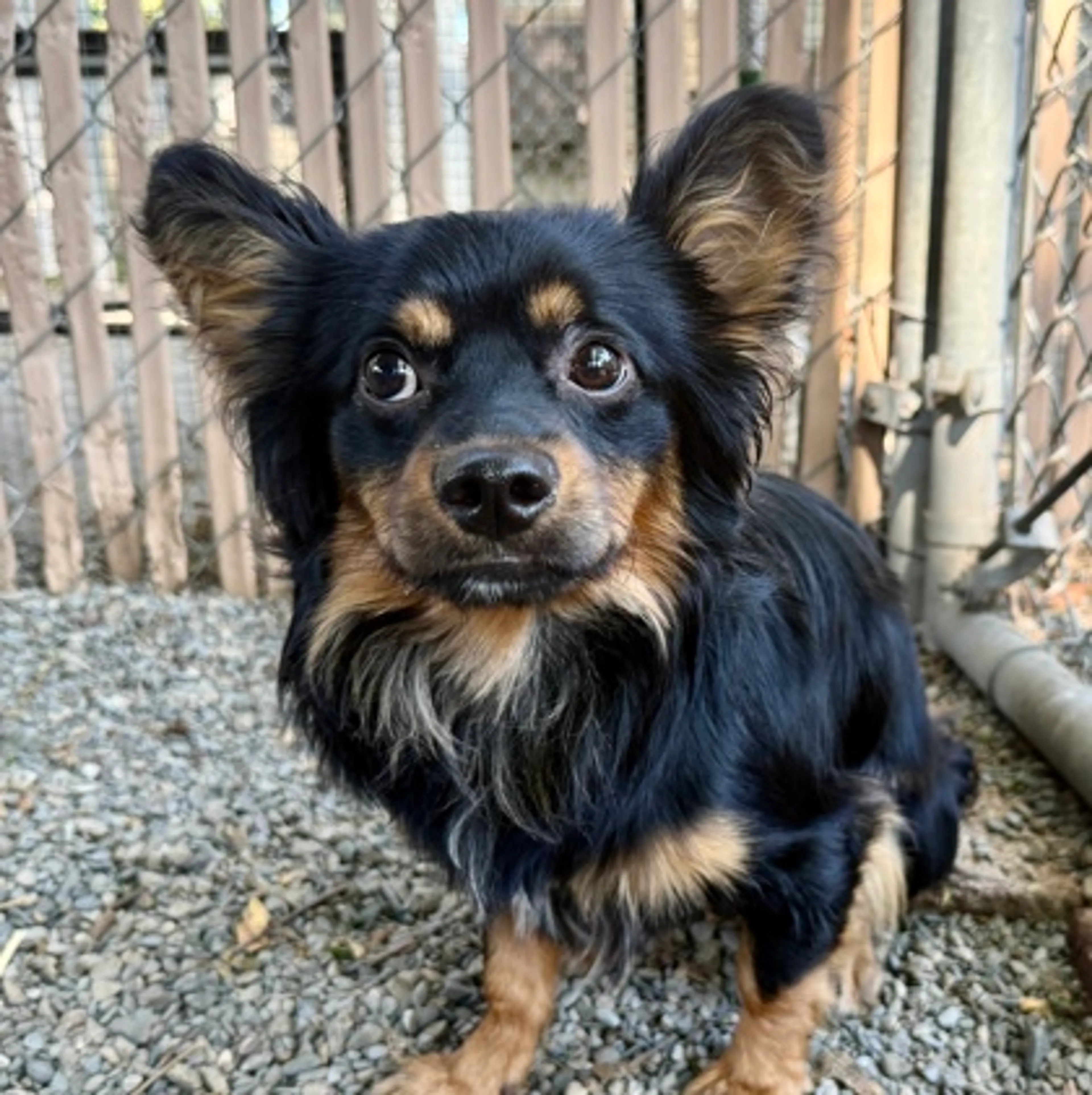 cdn image