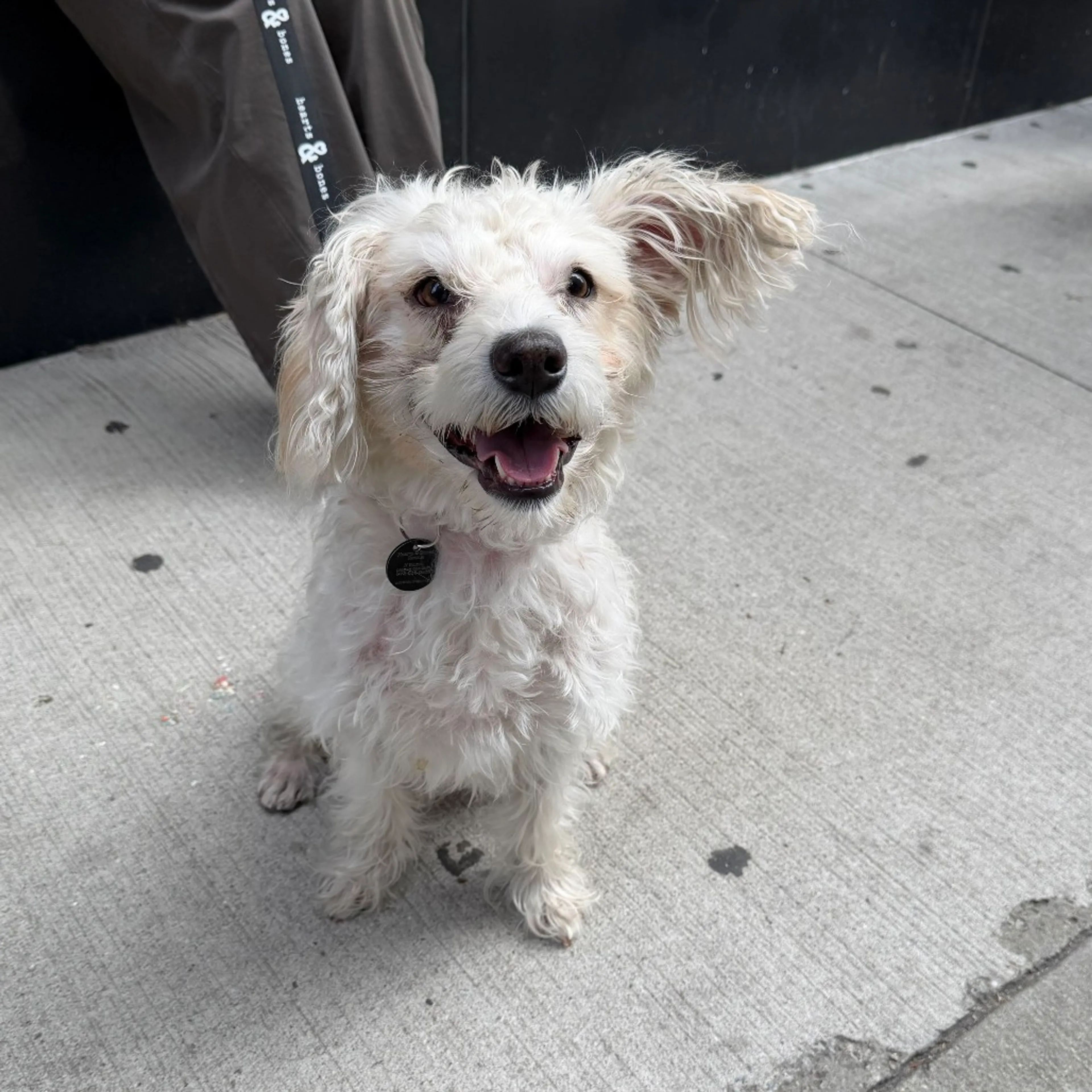 cdn image