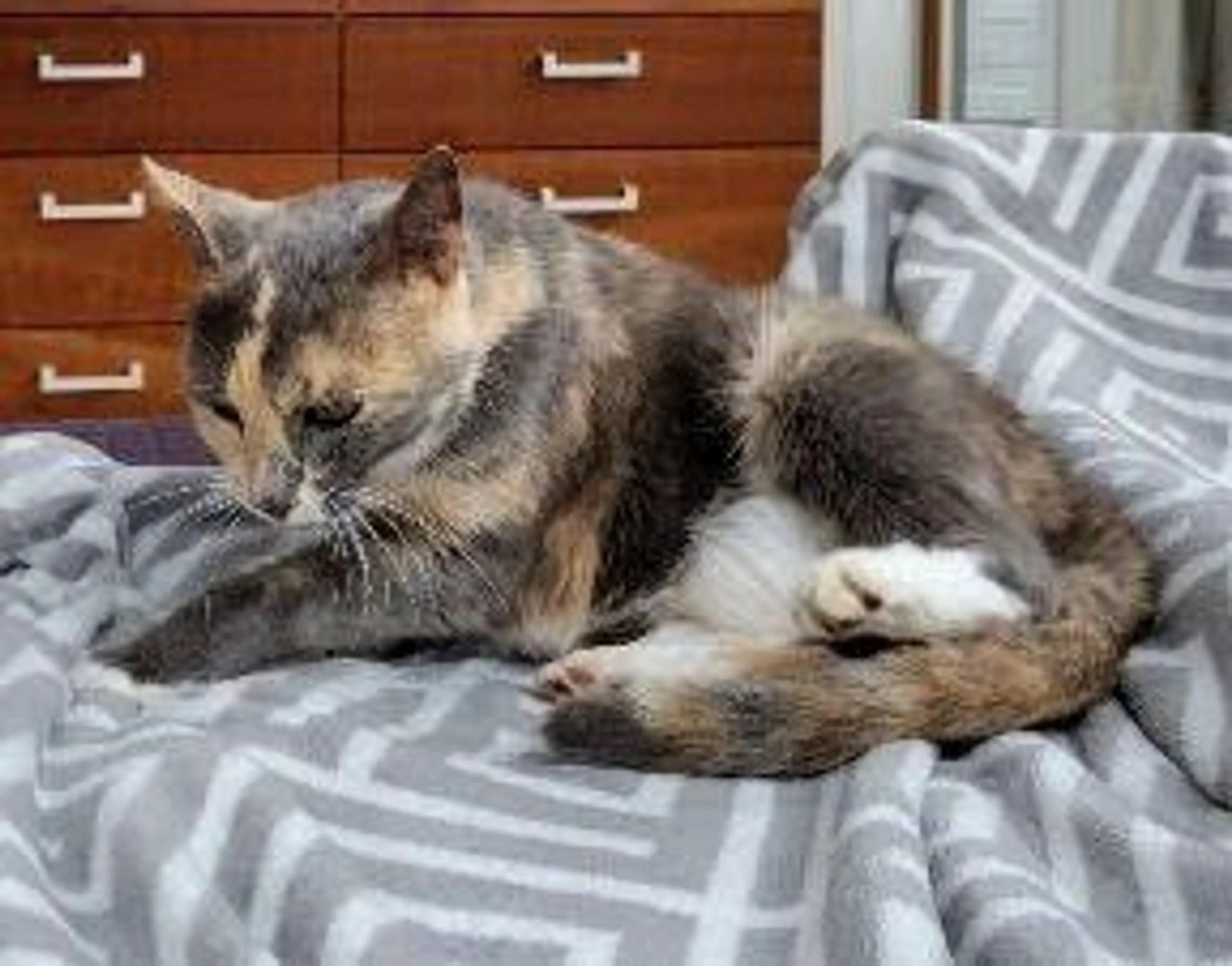 cdn image