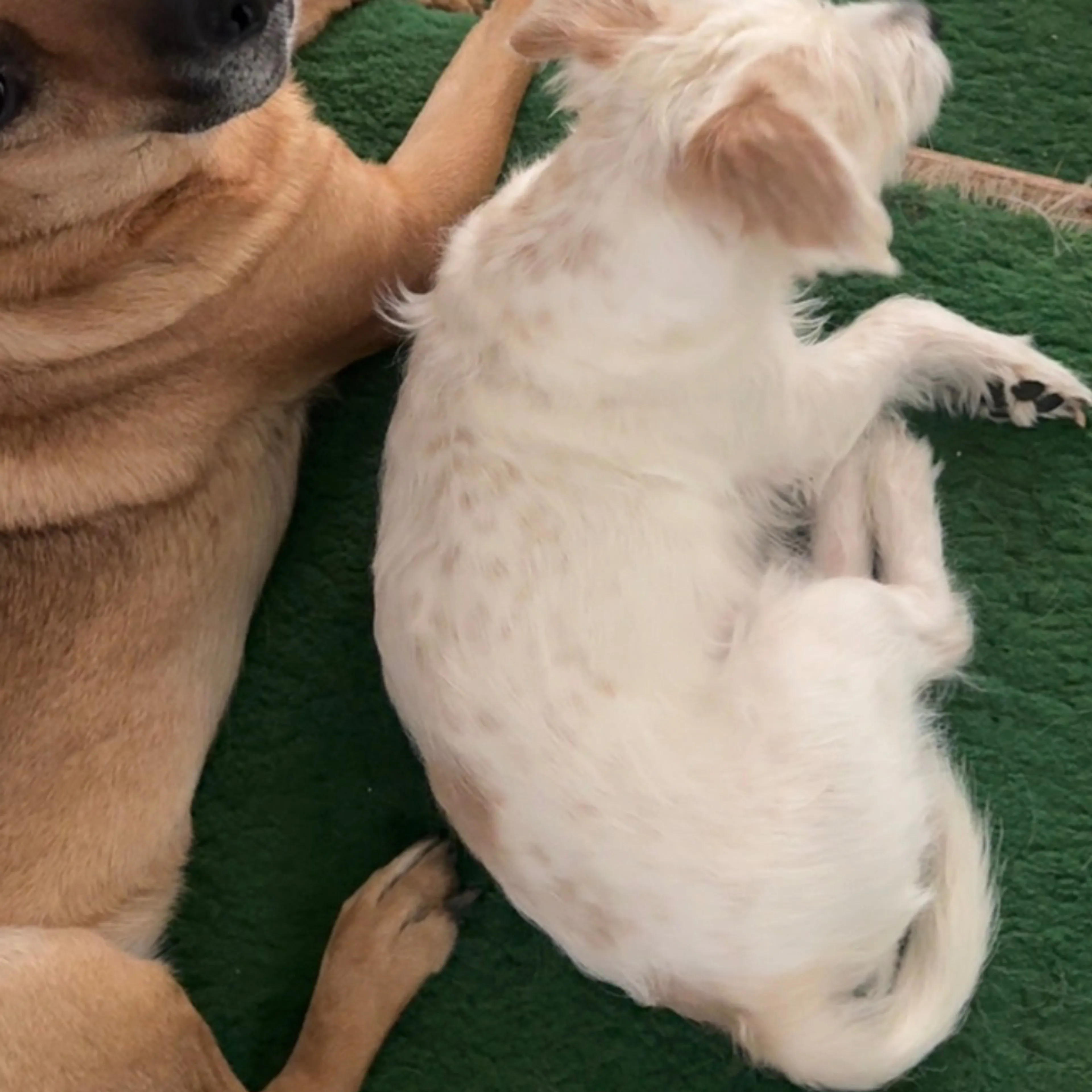cdn image