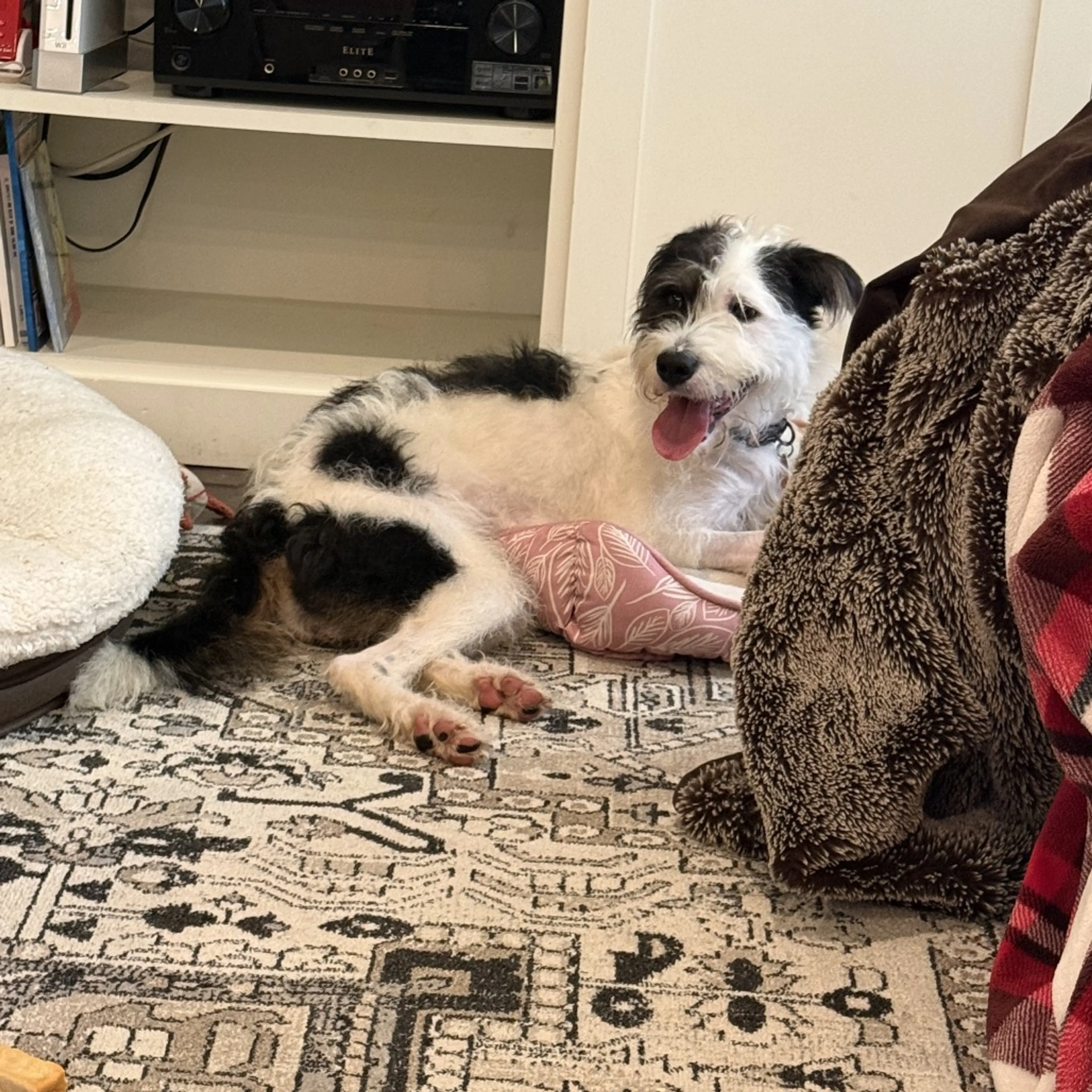 cdn image