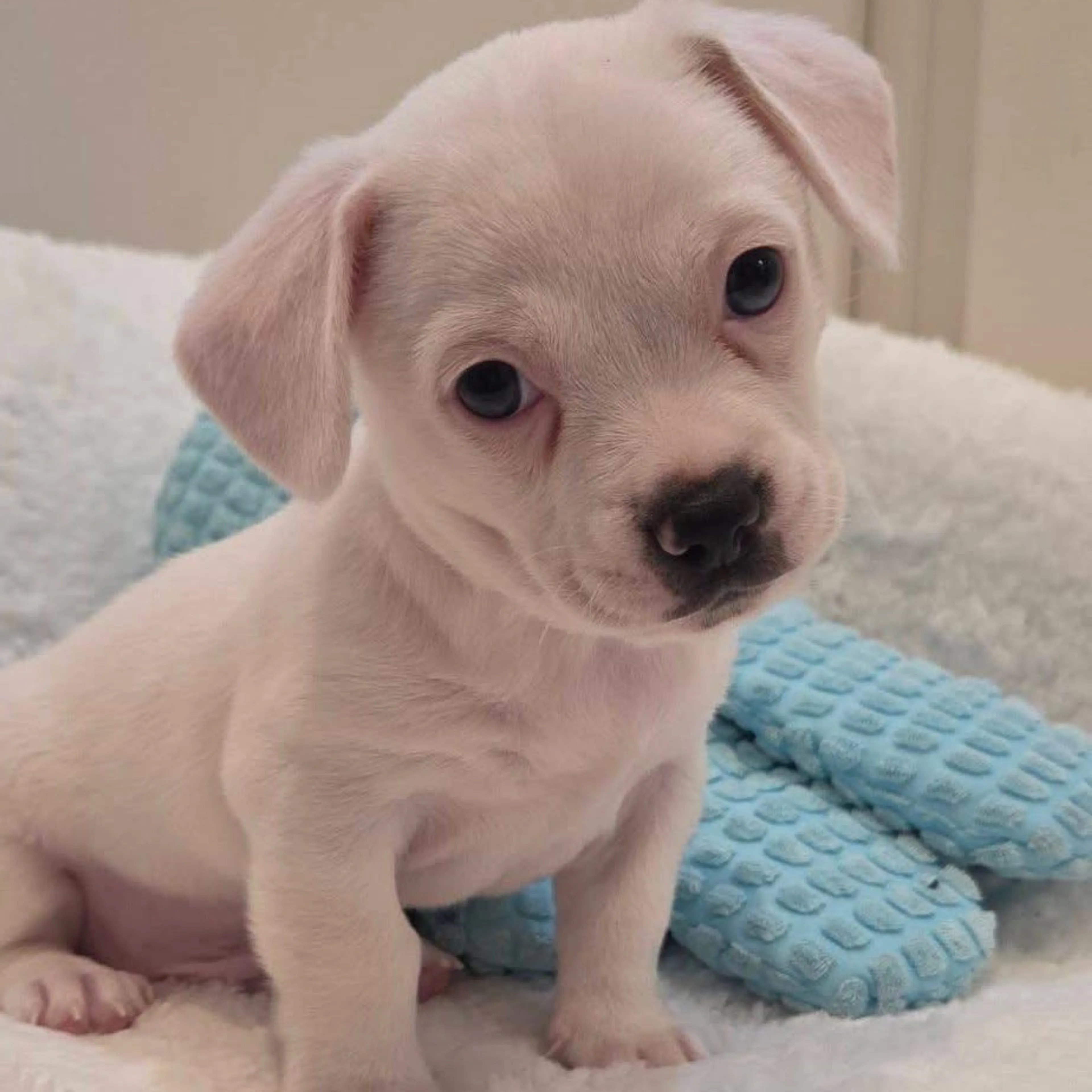 cdn image