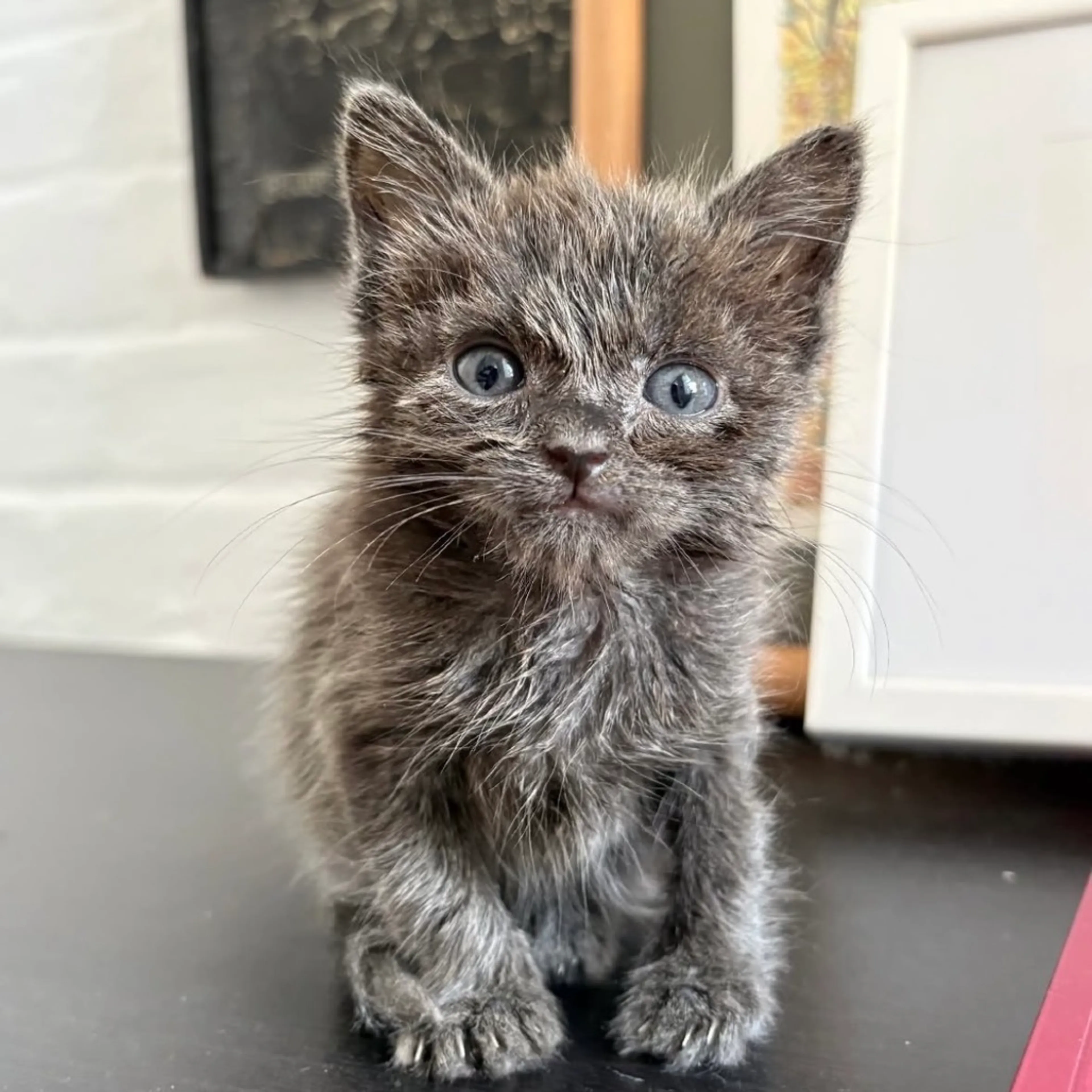 cdn image