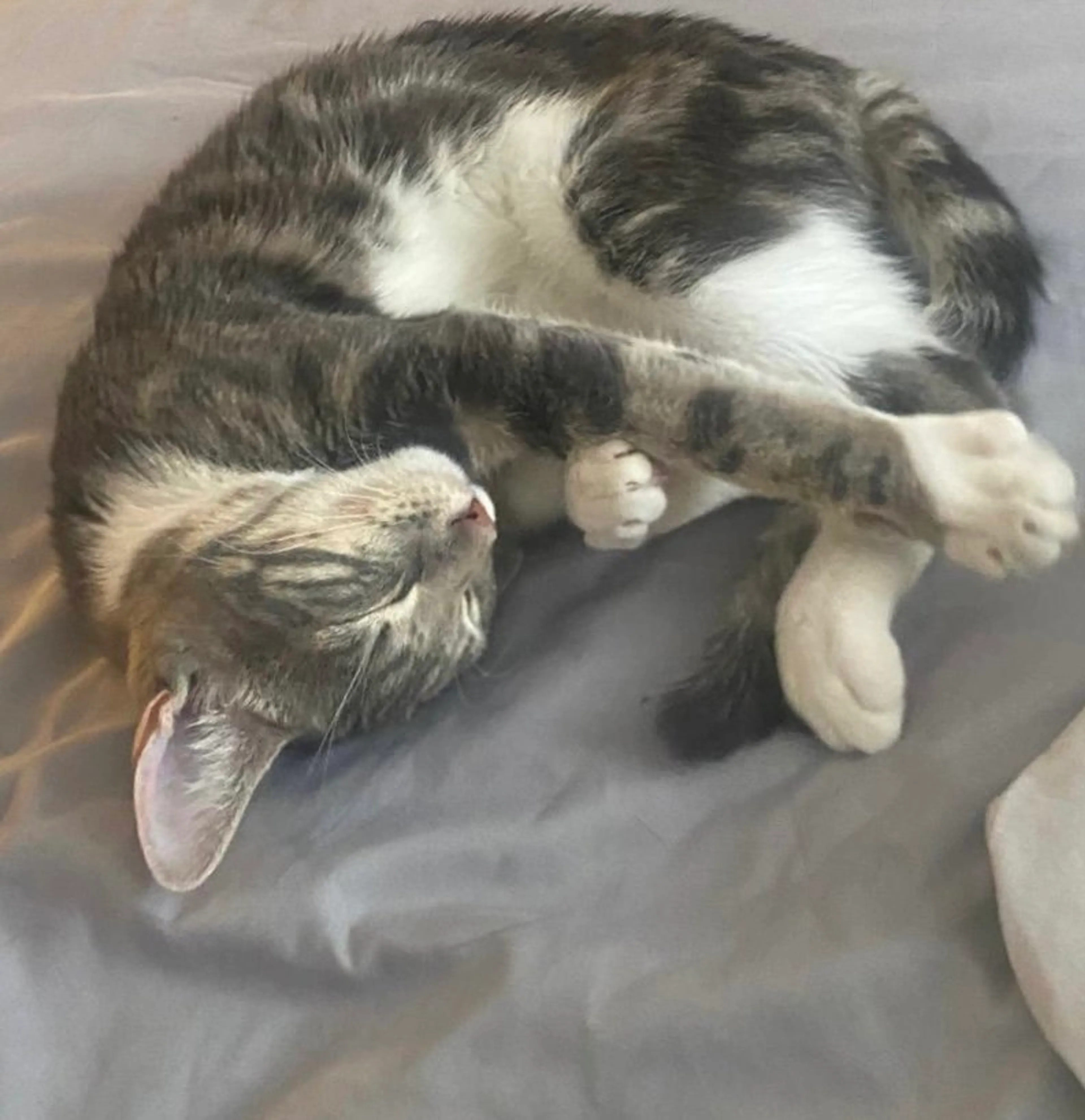 cdn image