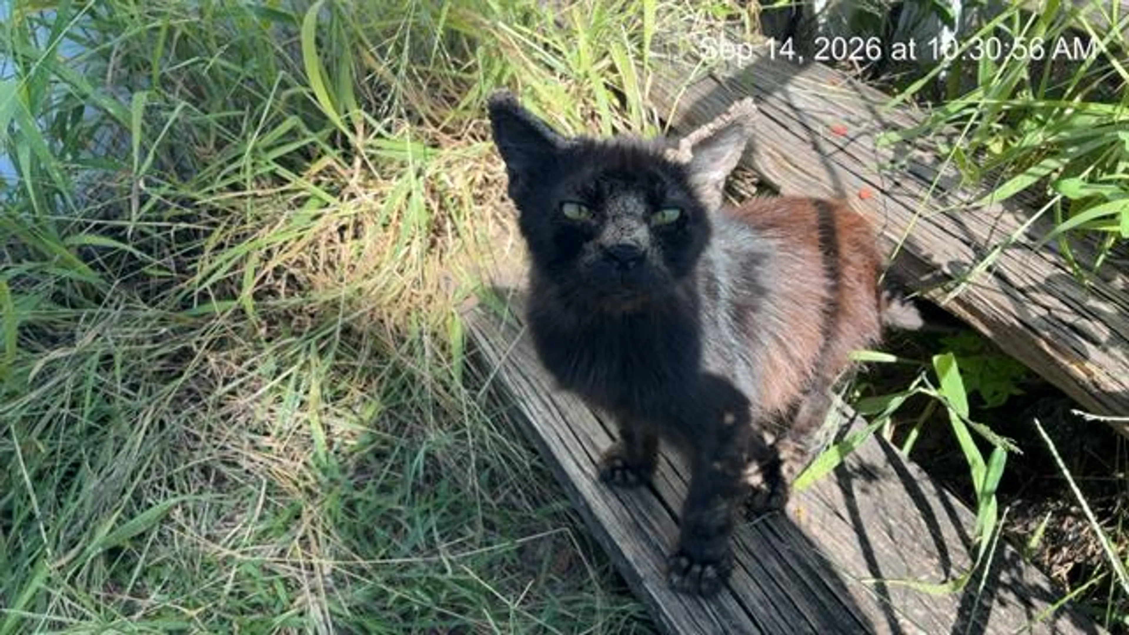 cdn image