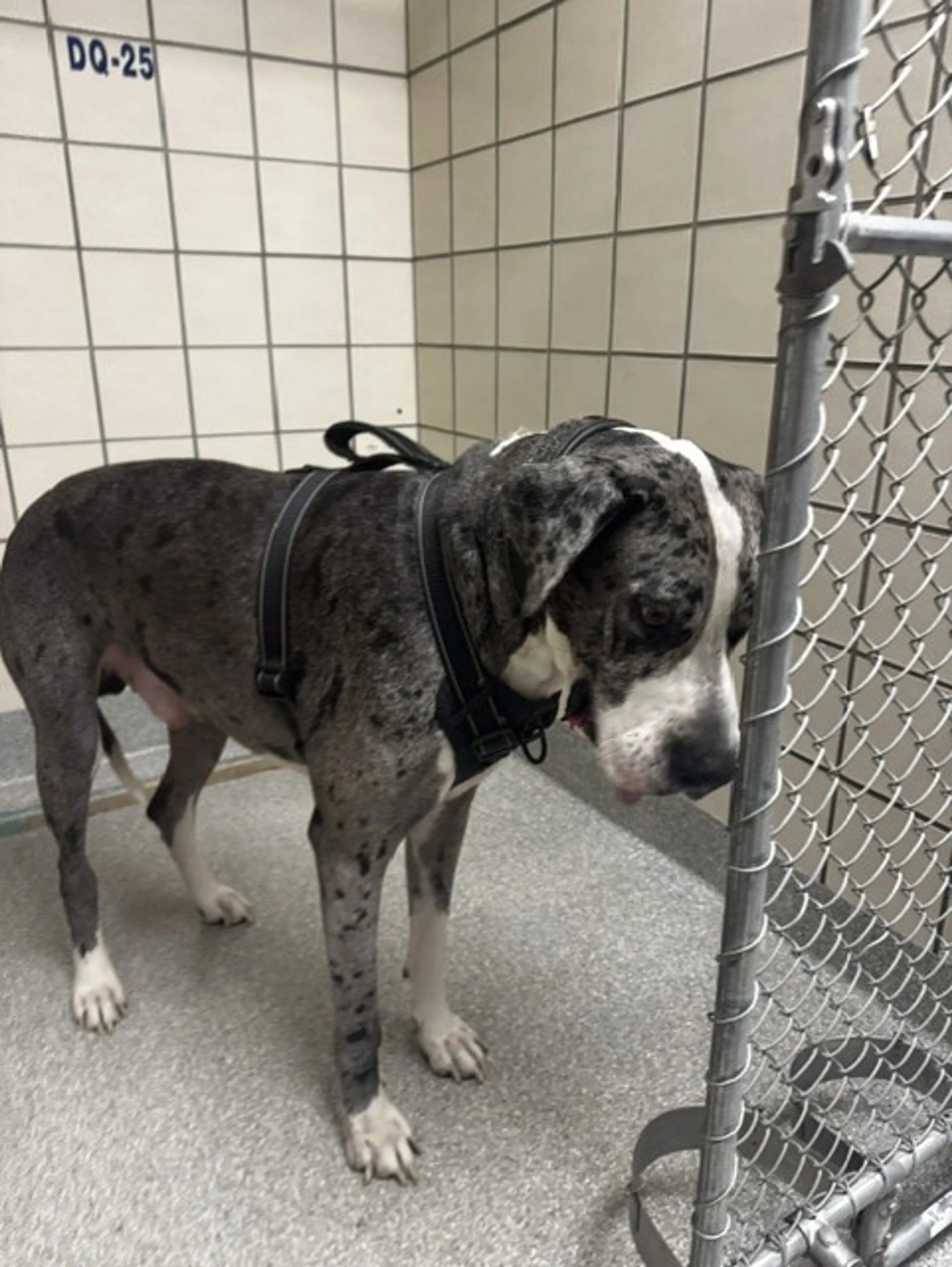 cdn image