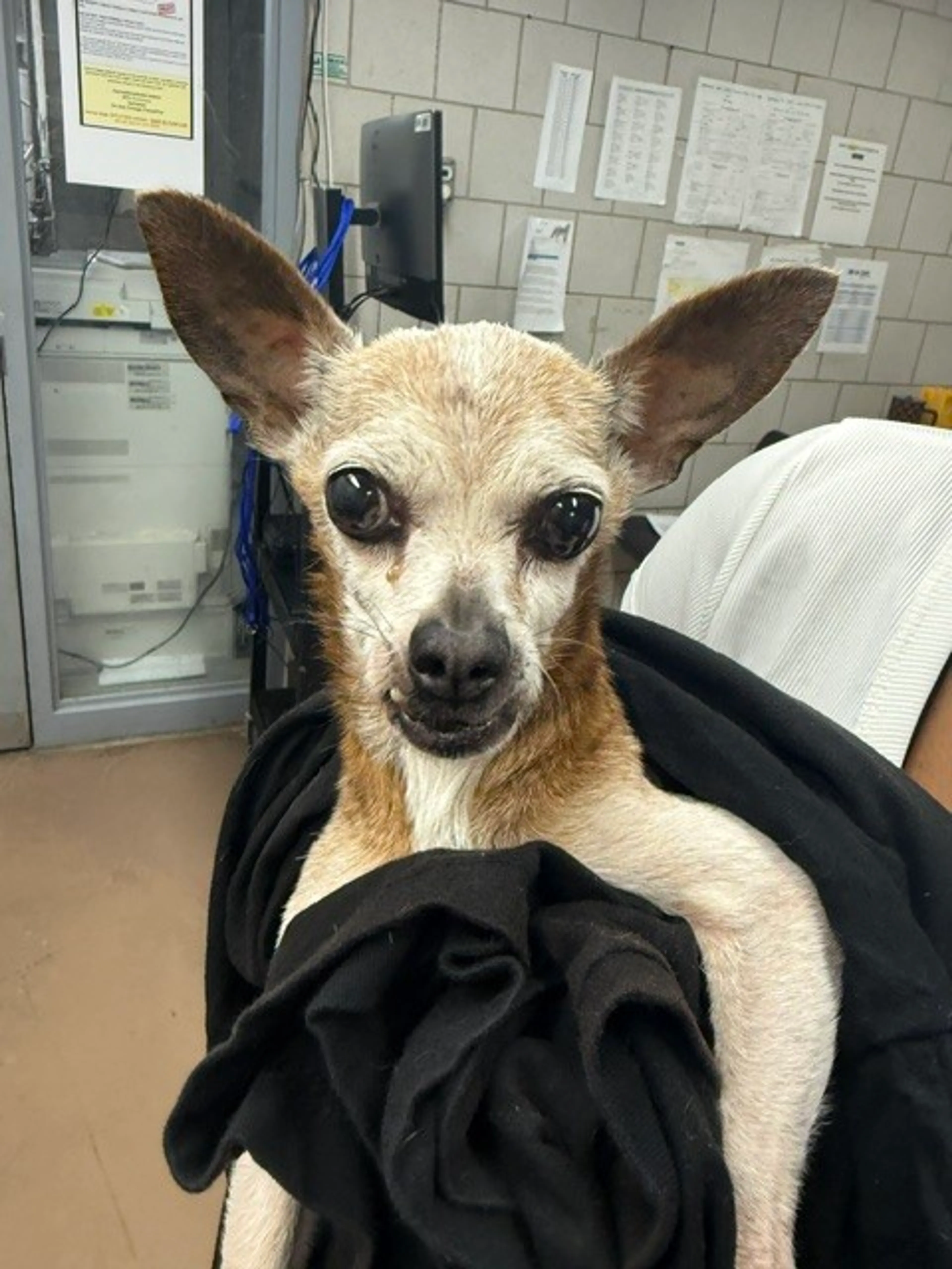 cdn image