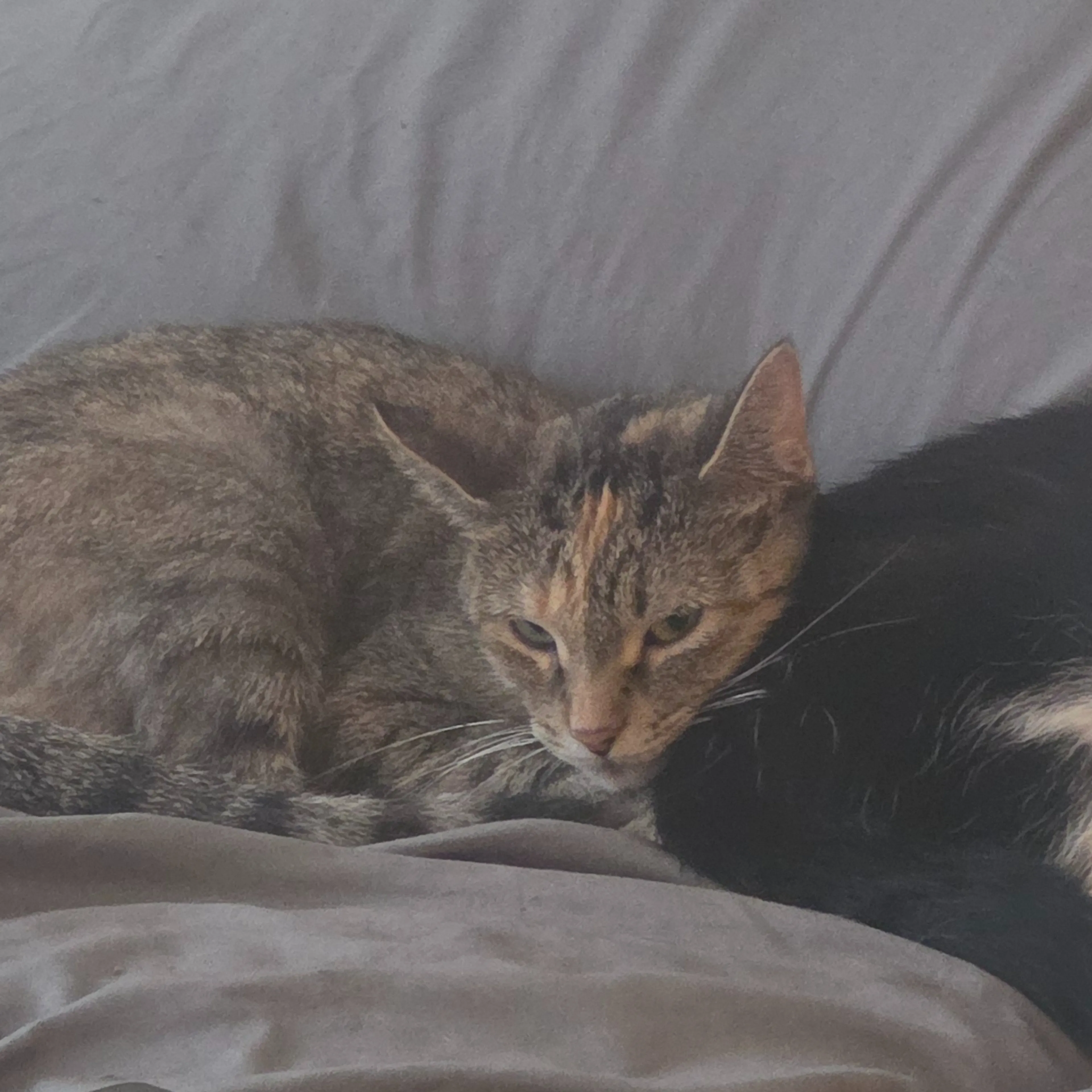 cdn image