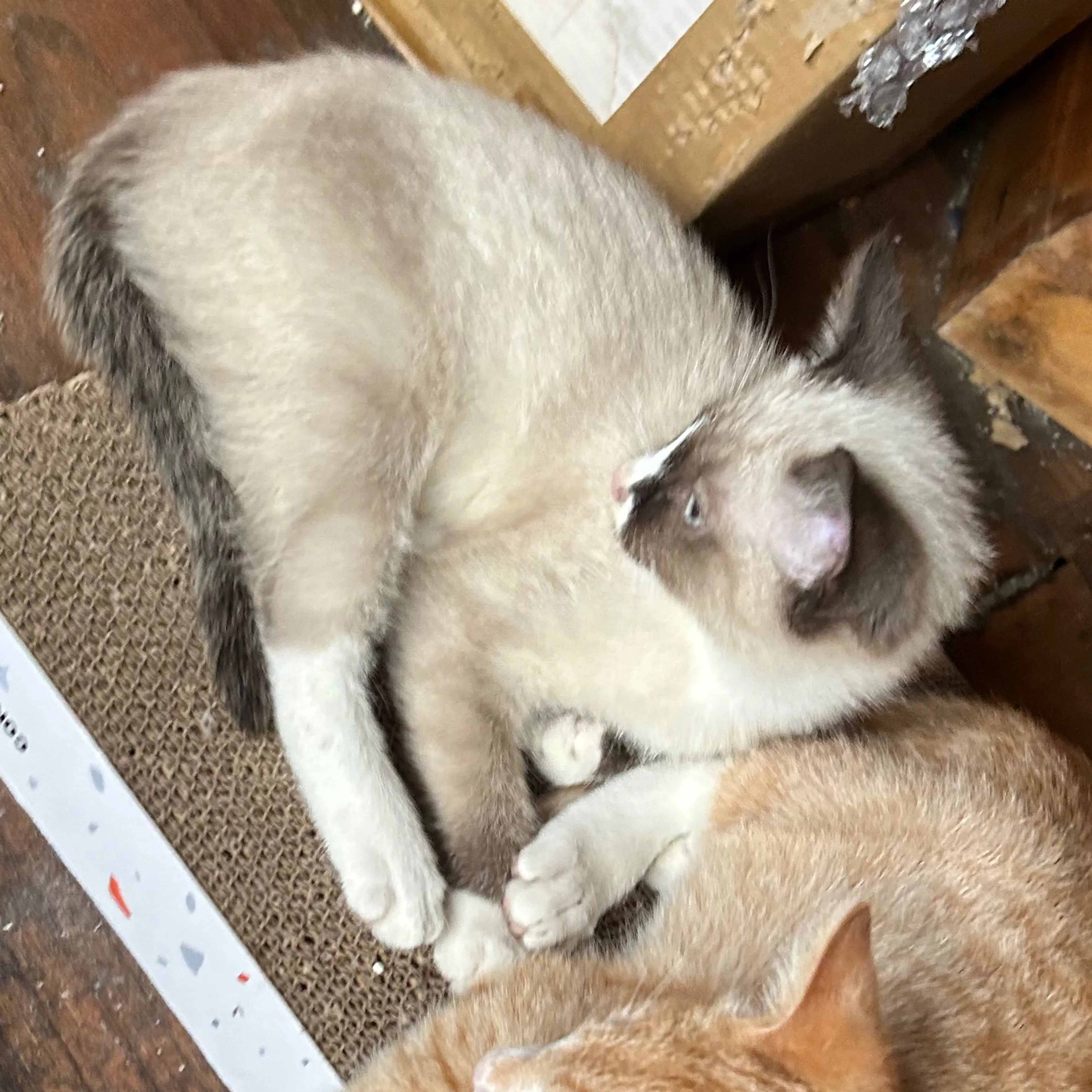cdn image