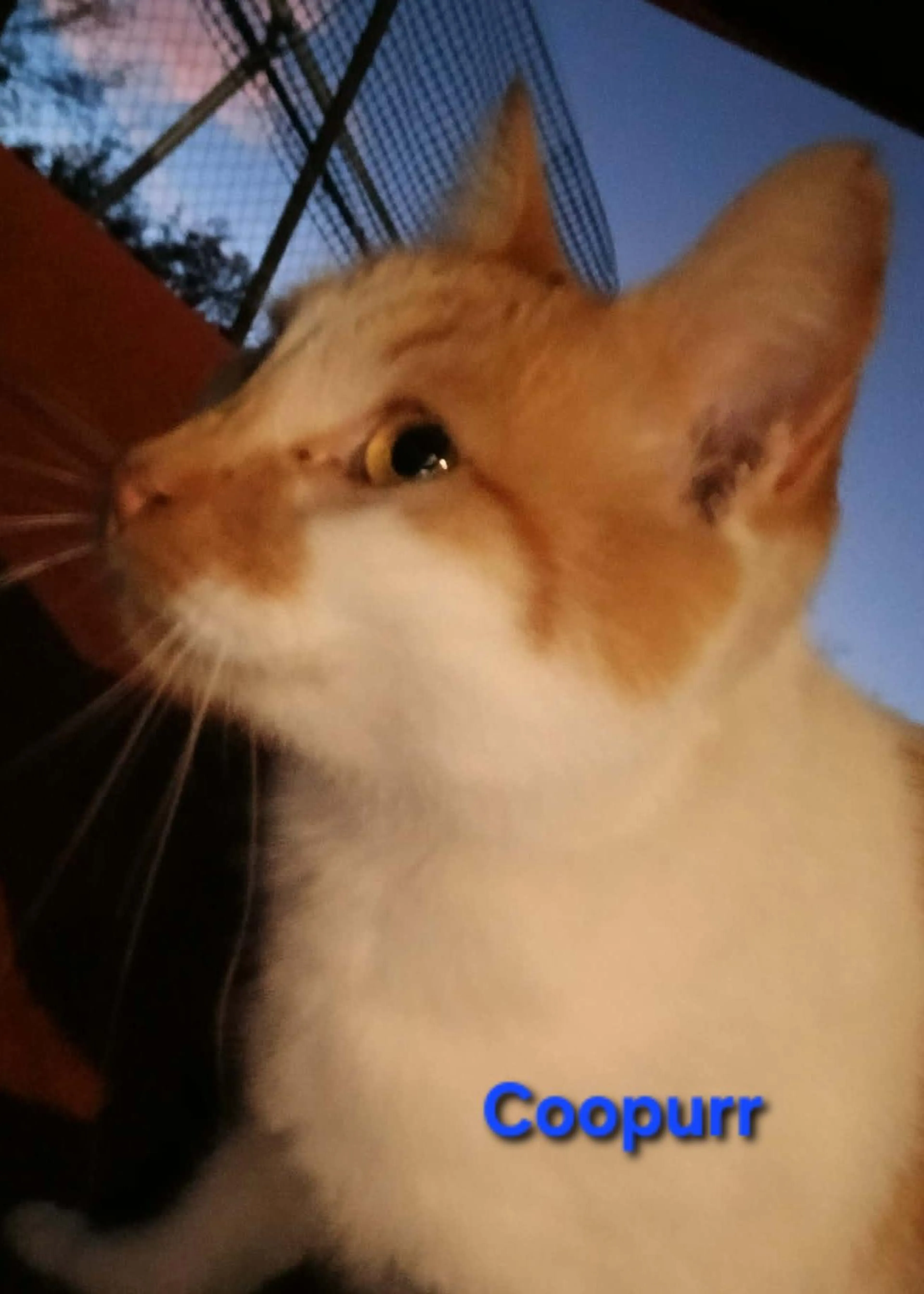cdn image