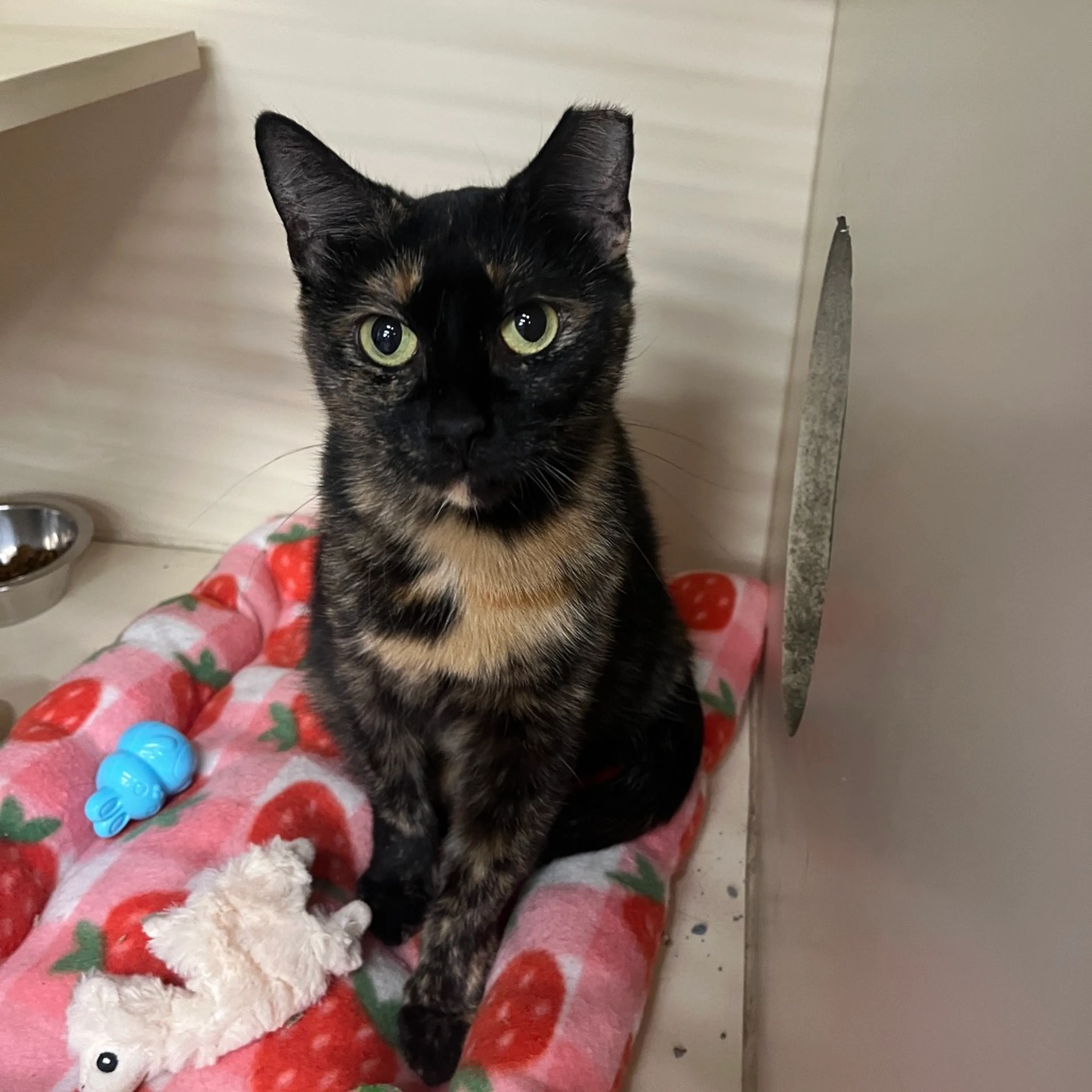 cdn image
