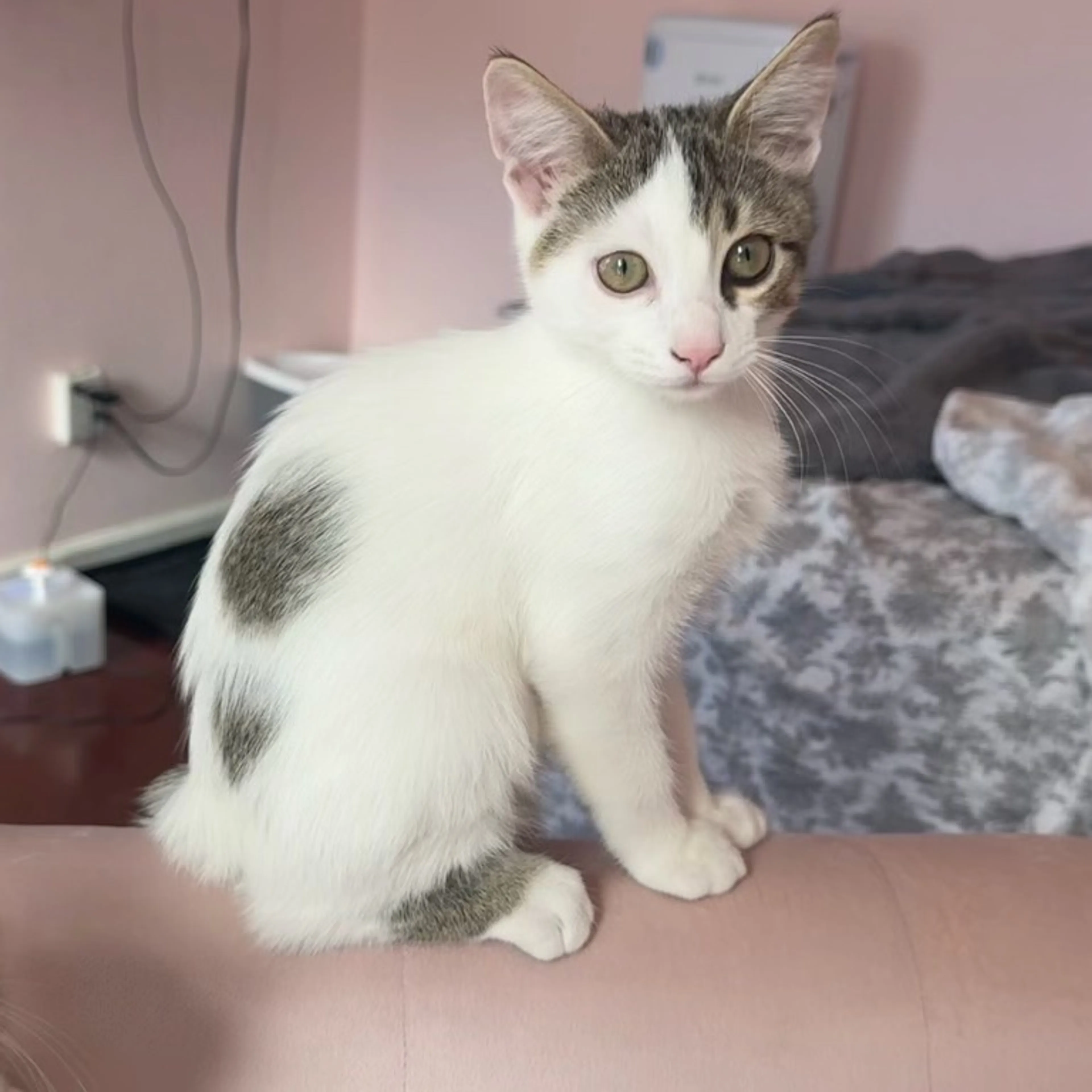 cdn image