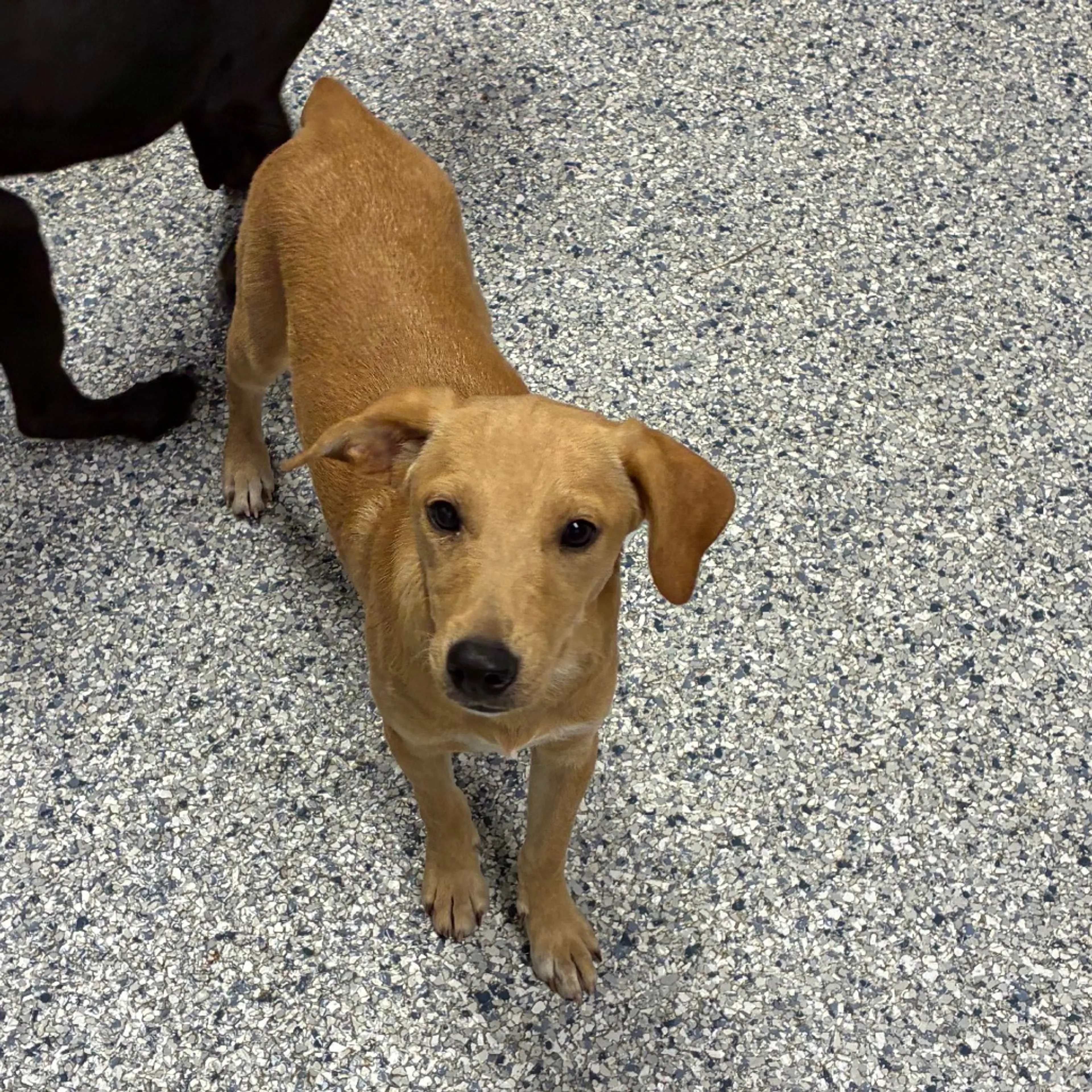 cdn image