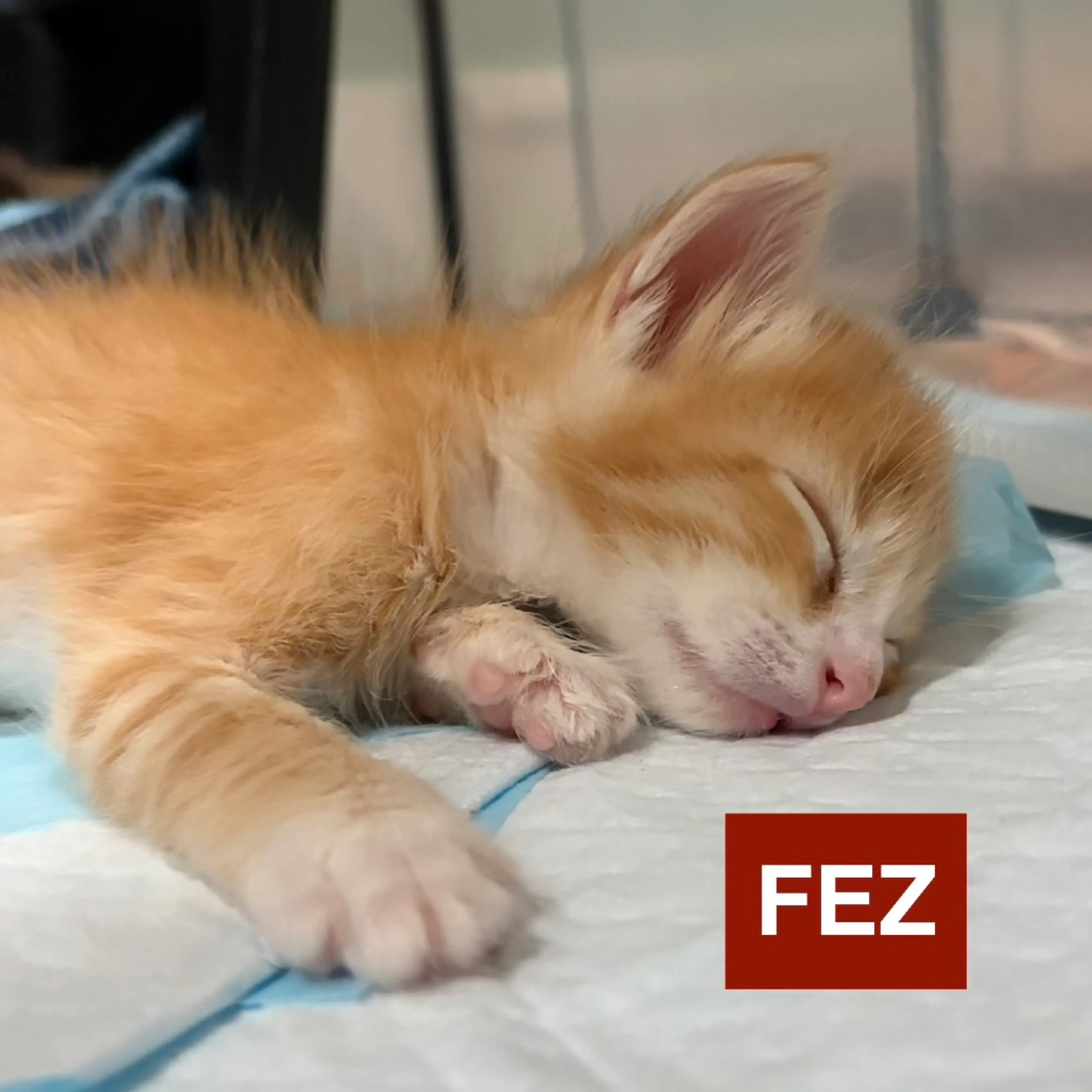 cdn image