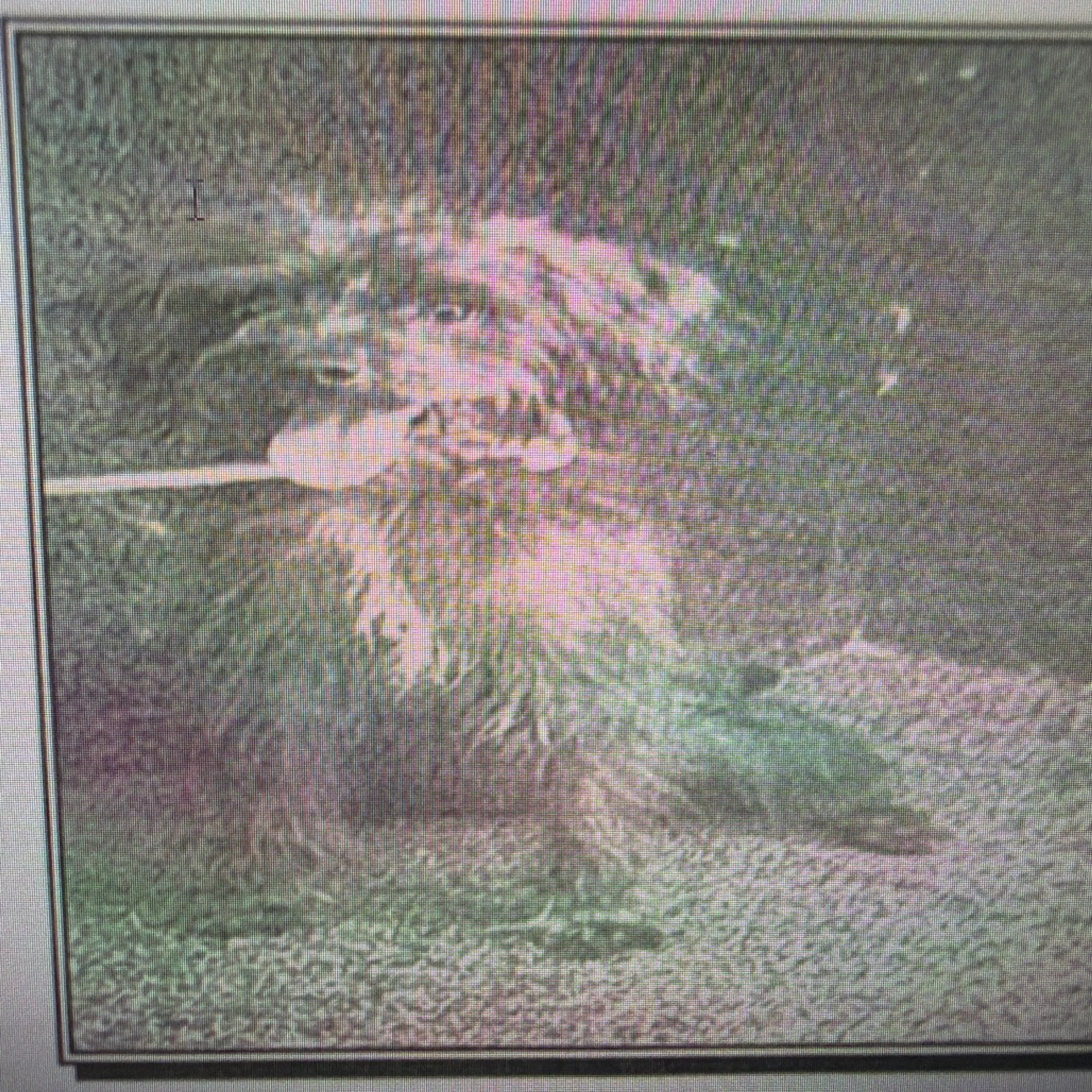 cdn image