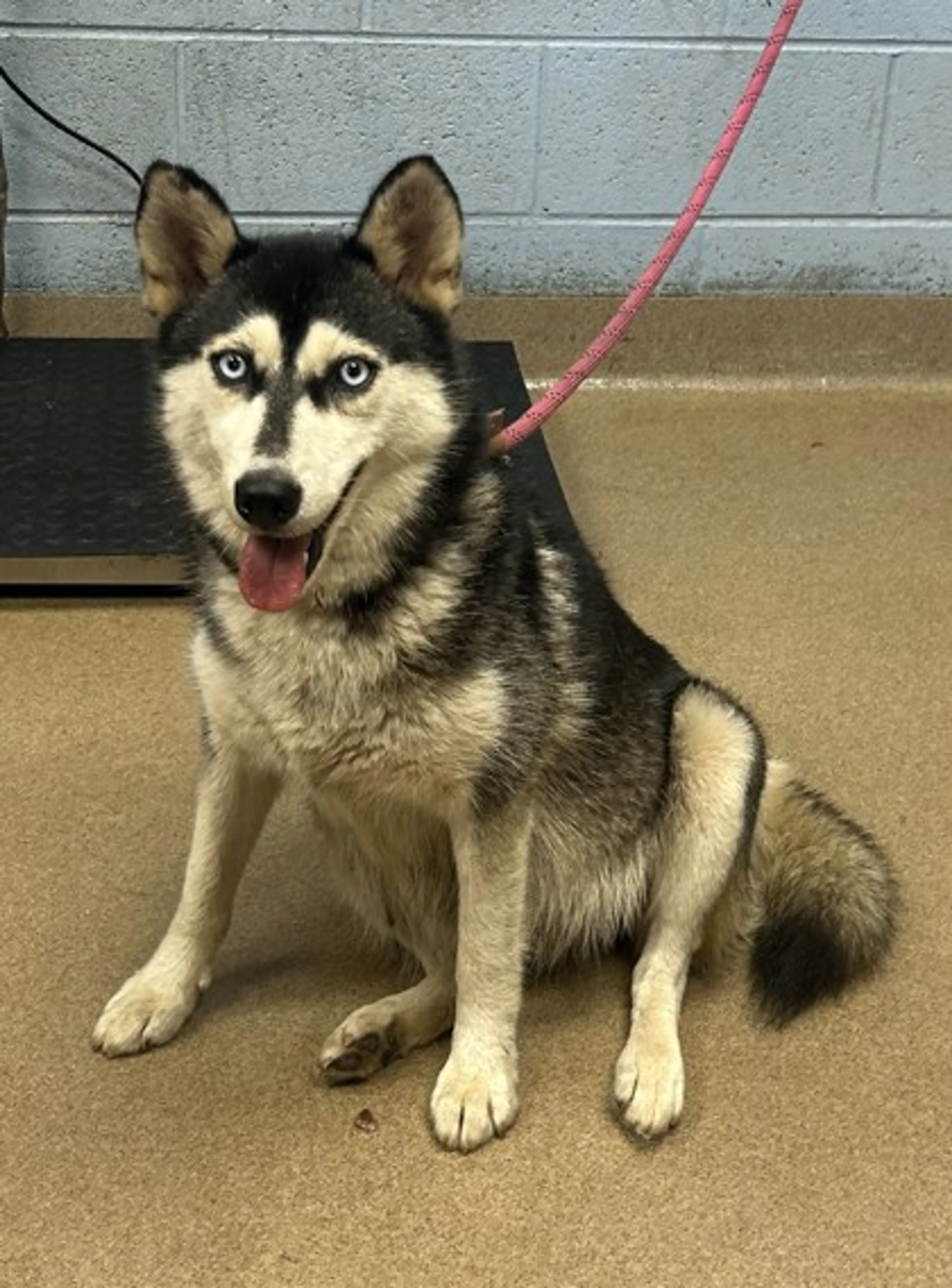 cdn image