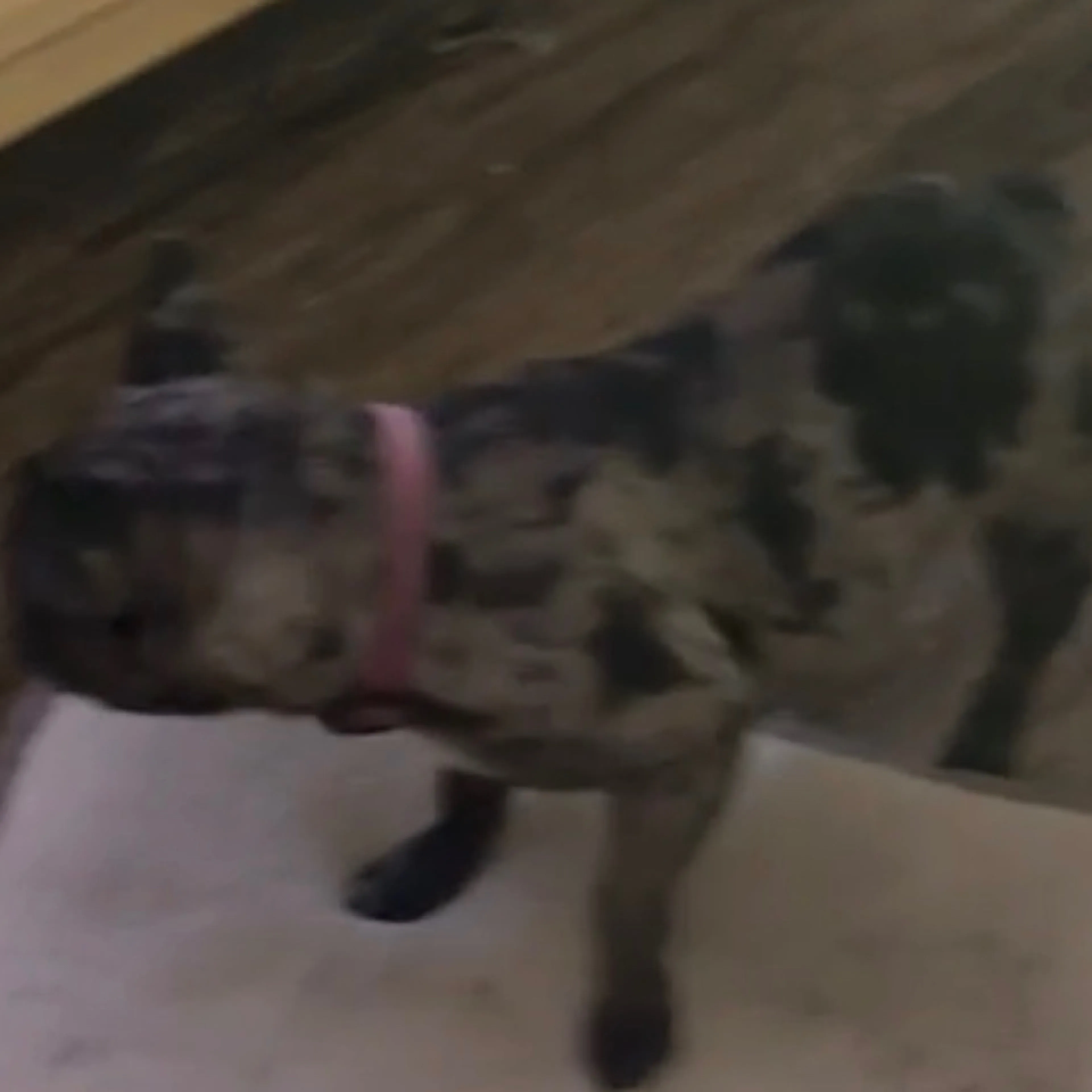 cdn image