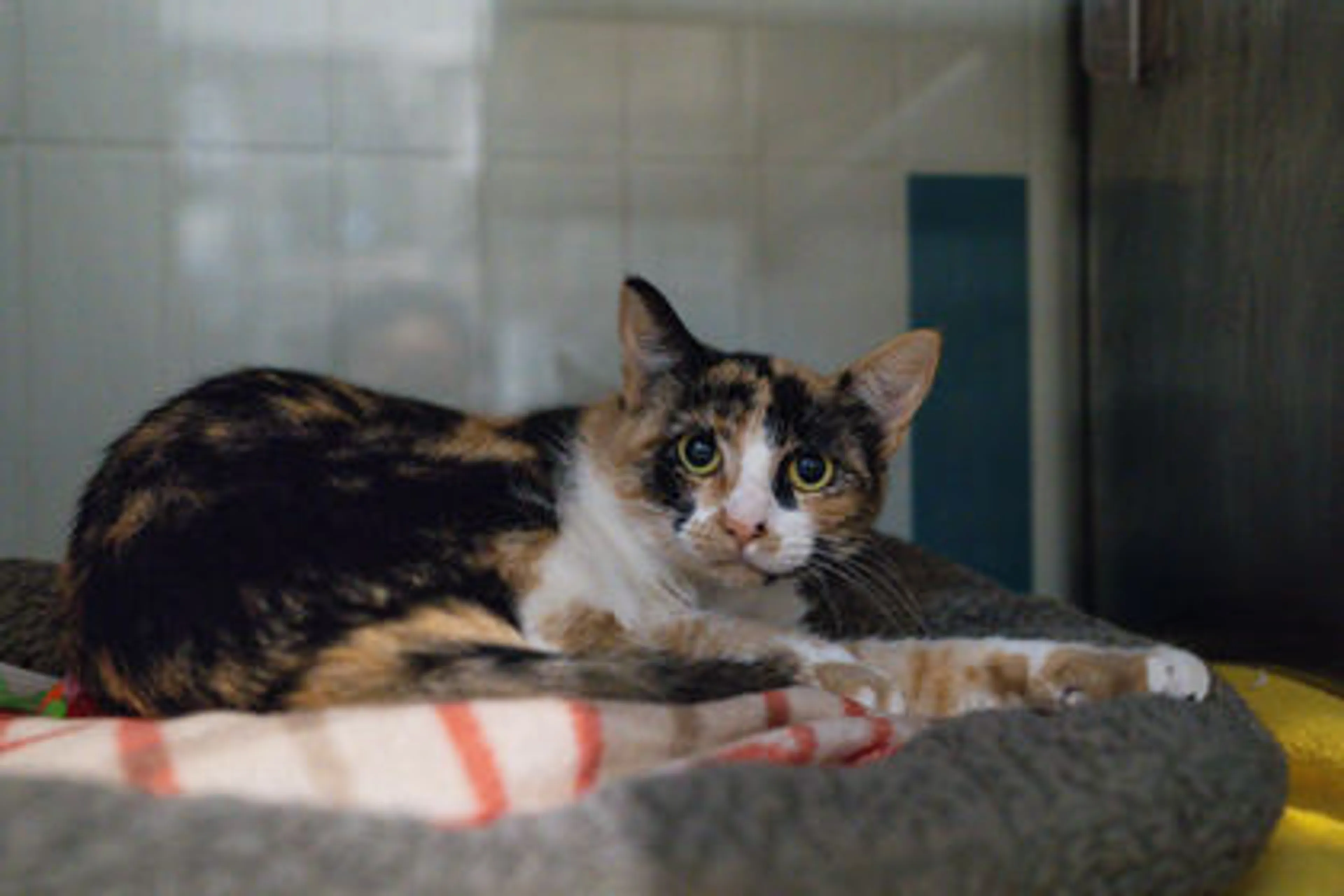 cdn image