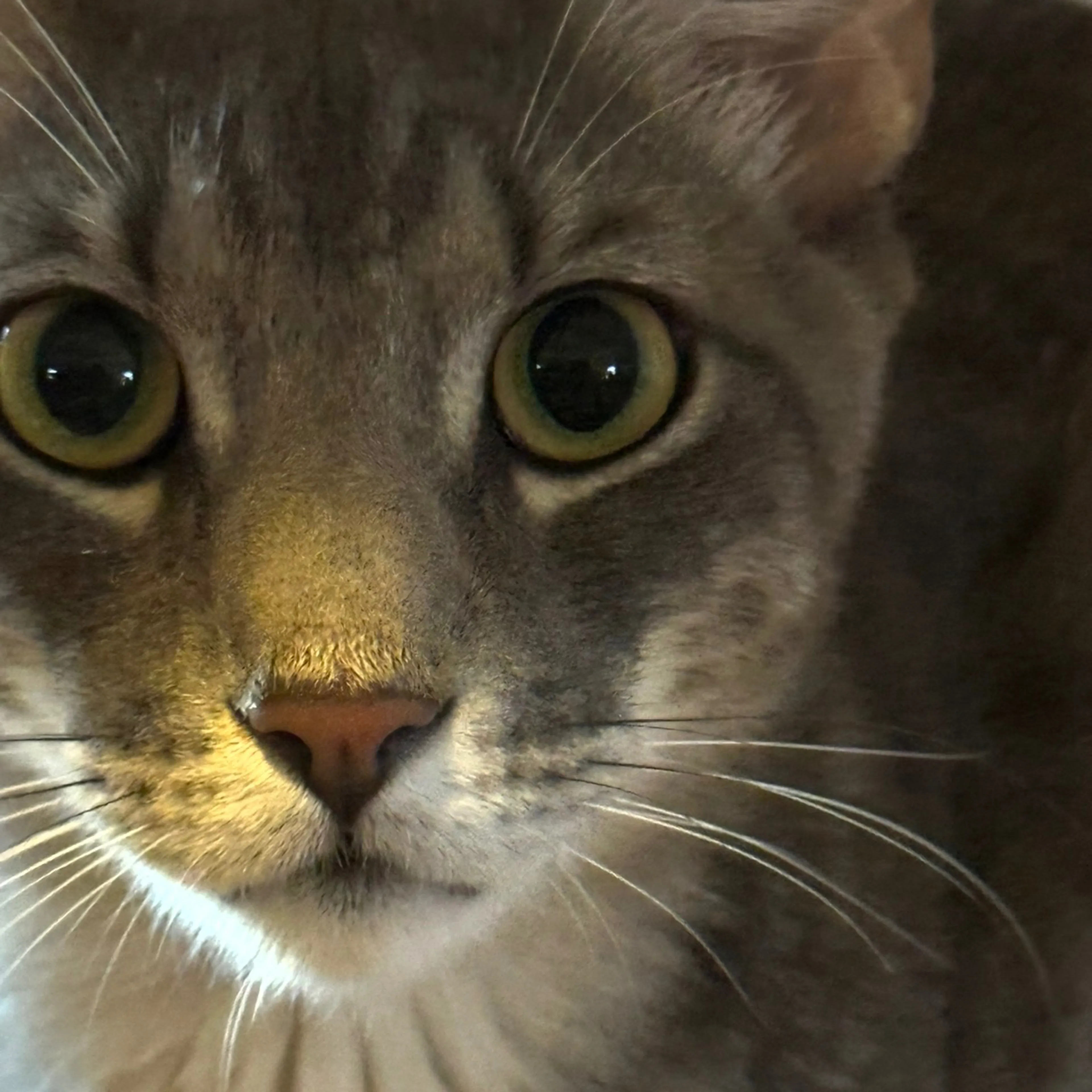 cdn image